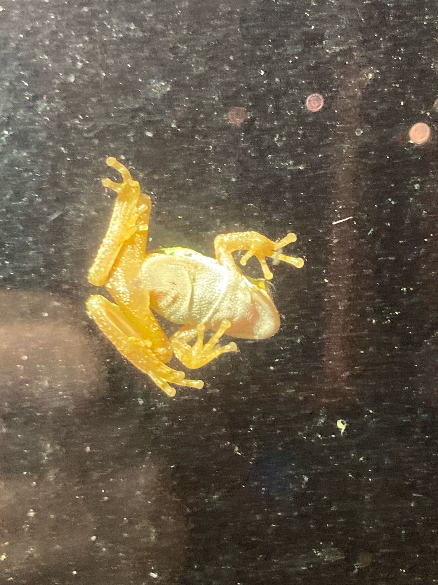 Frog on outside of shed window.