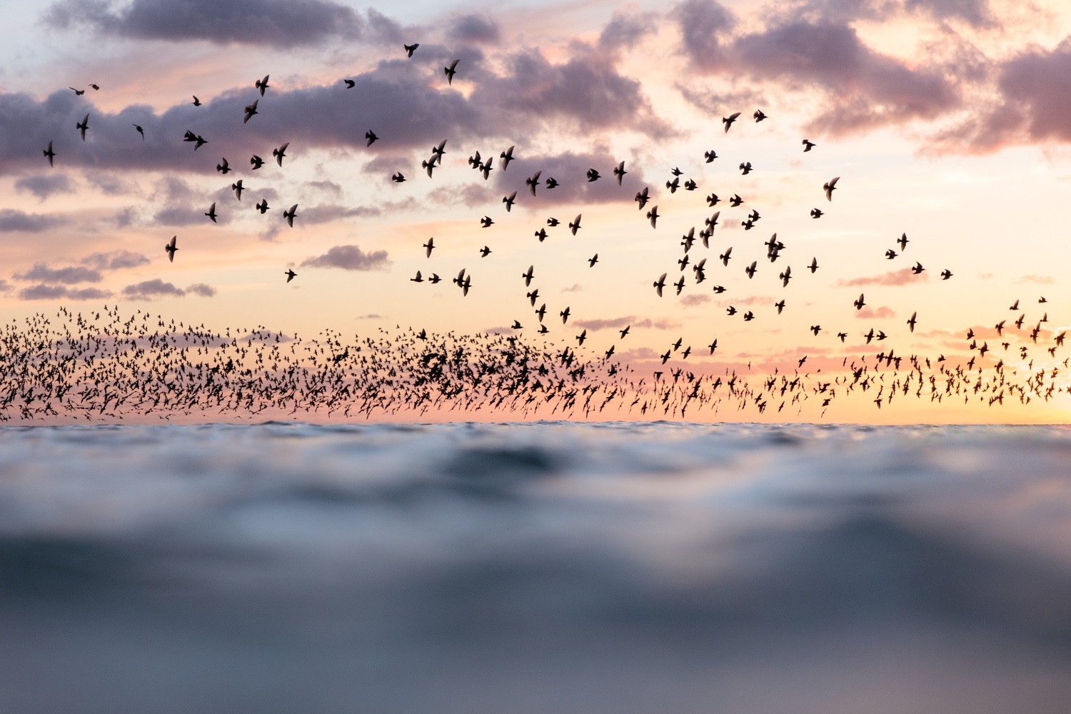 A photograph of Brighton's starling murmuration as seen from the sea. Hundreds of birds silhouetted against a winter sunset sky. 