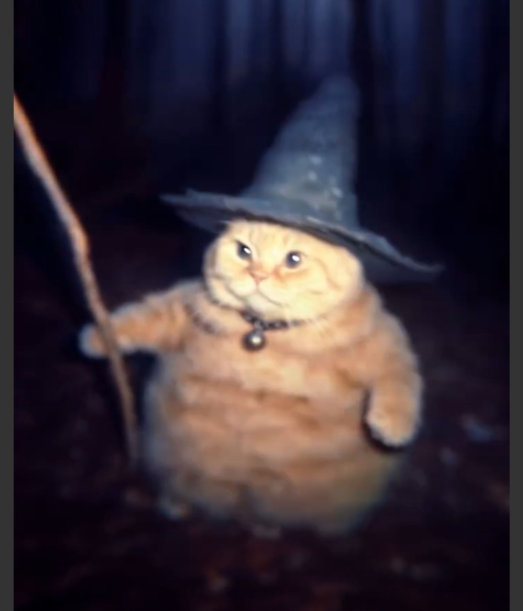 A fat ginger cat wearing a black witches hat and holding a broom, while in a dark and spooky night woods.