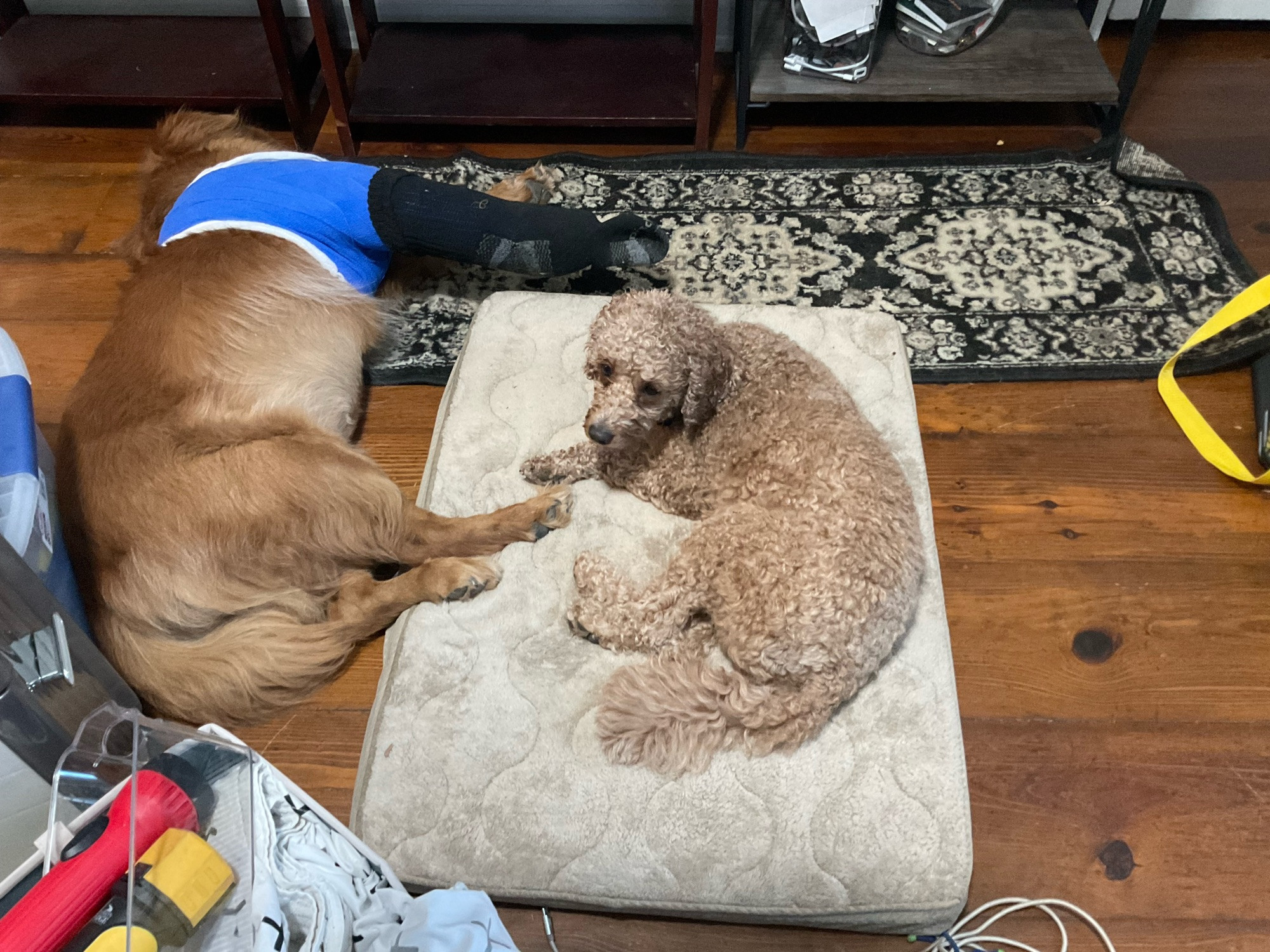 Rosie, the golden retriever in a big blue leg cast with her whole body on the floor and one leg on a dog bed inhabited by Ollie a brown, mini golden doodle