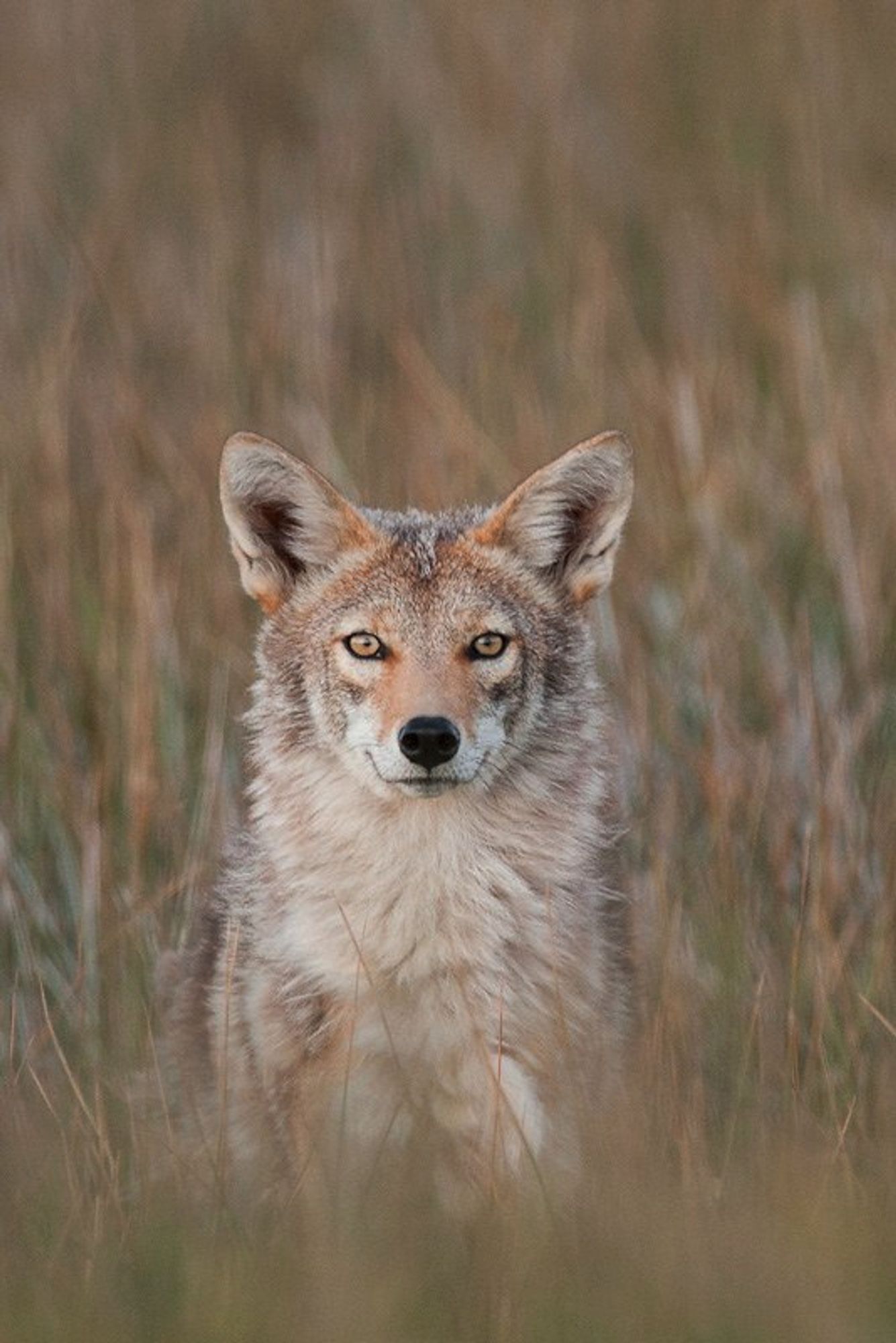 A handsome coyote standing in a field of tall grass, looking directly at the viewer with a benign expression, and possibly a slight smile.