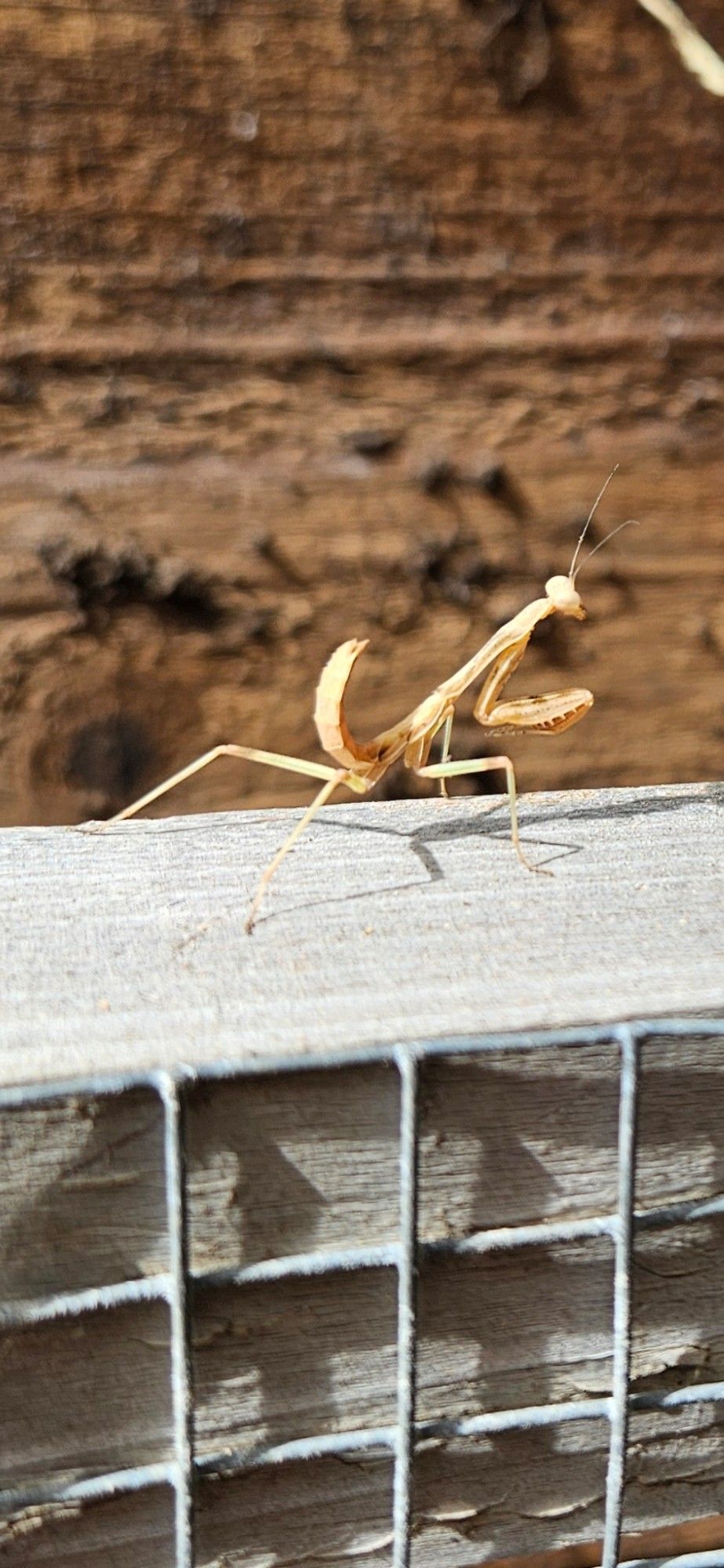 A praying mantis