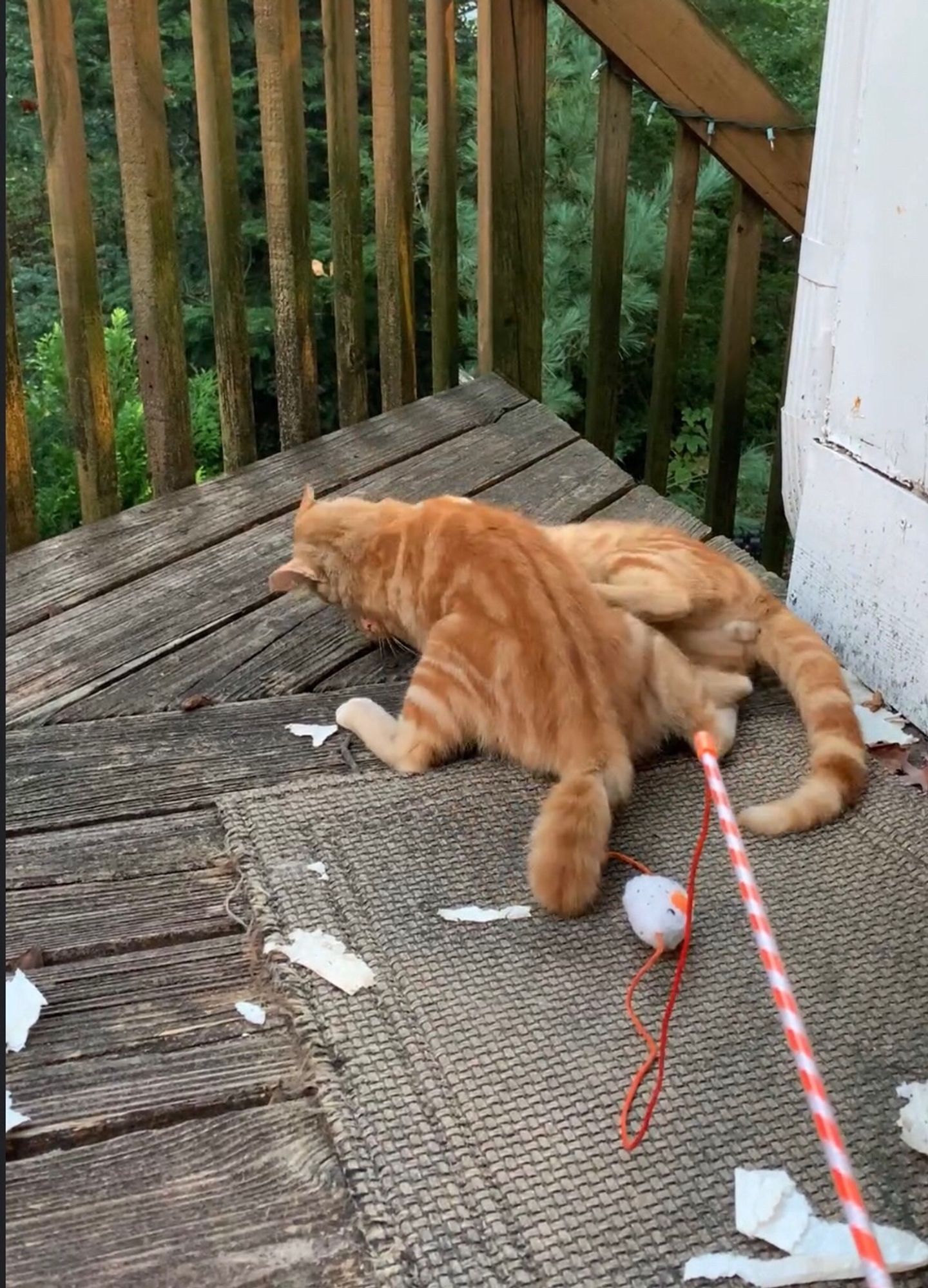 An orange cat pins another orange cat to the deck, with a mouse-on-a-string cat toy in the foreground