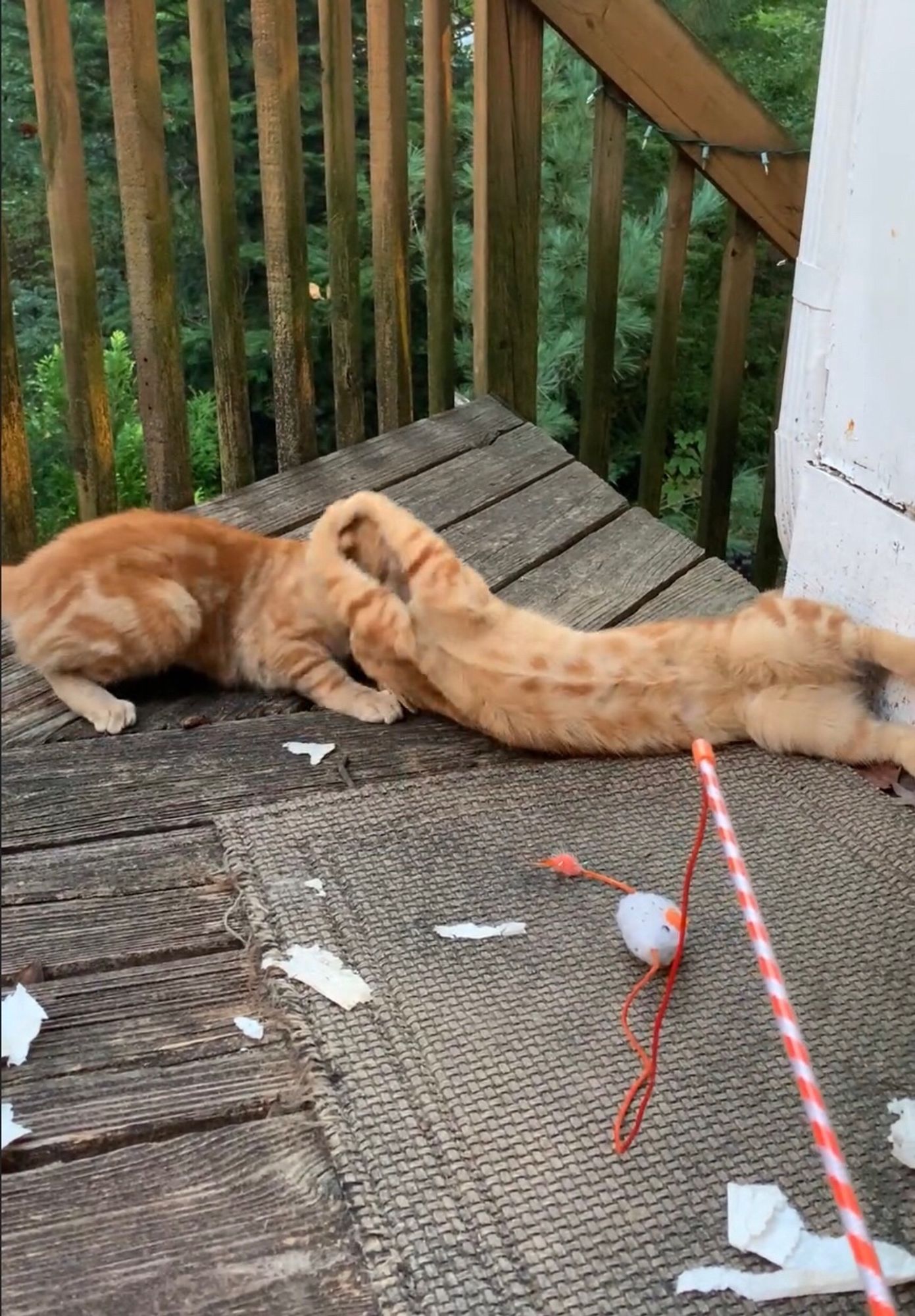 Two orange cats wrestling on a deck with a mouse-on-a-string cat toy in the foreground