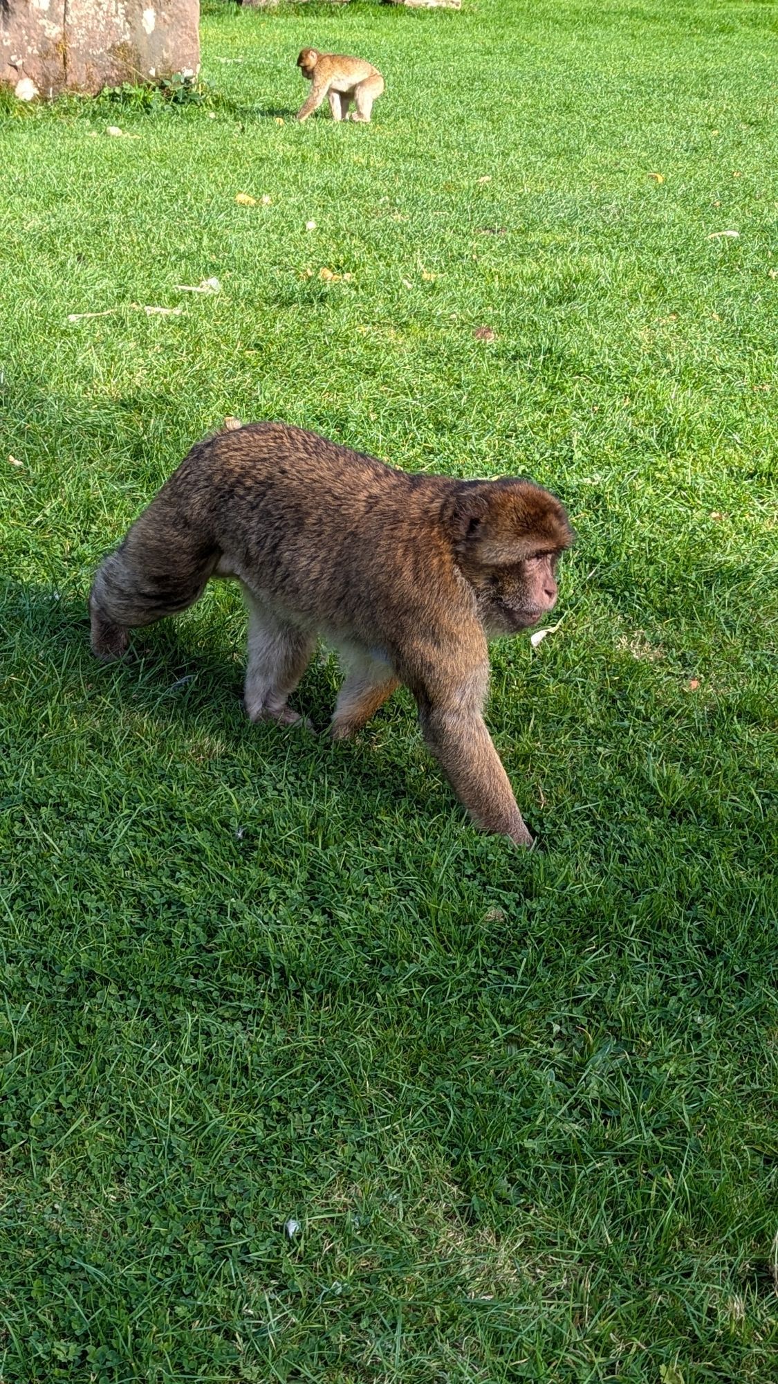 A photo of a Barbary macaque. It is walking across a patch of grass, striding towards the right side of the image.