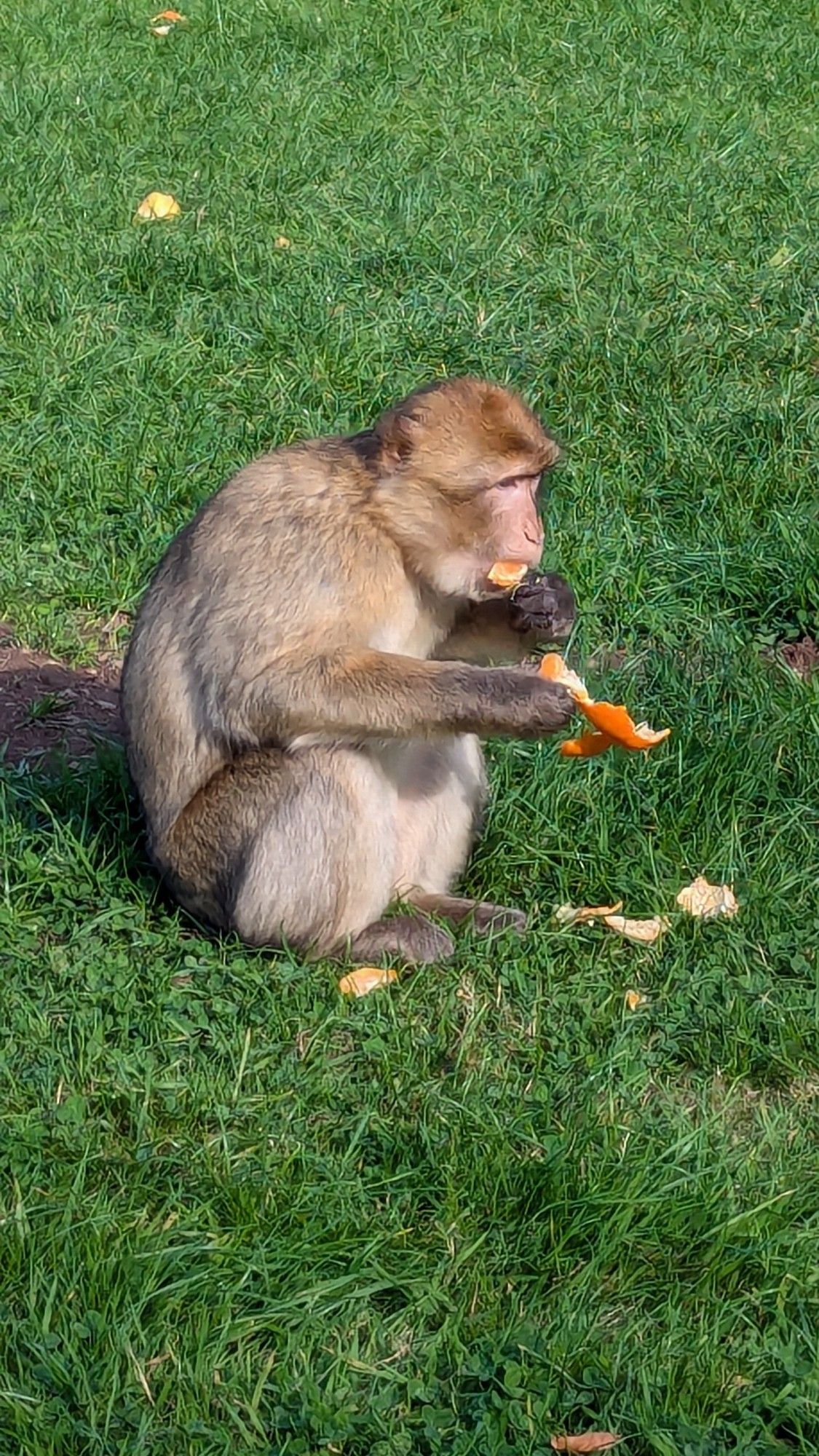 A photo of a Barbary macaque. It is sitting down and eating an orange.