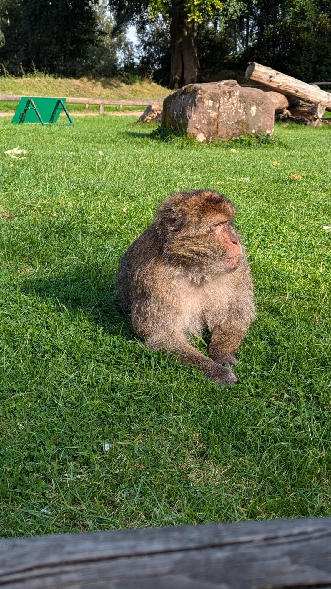 A photo of a Barbary macaque. It is lying down on a lawn, positioned towards the camera but looking off to the right, with a somewhat serene expression.