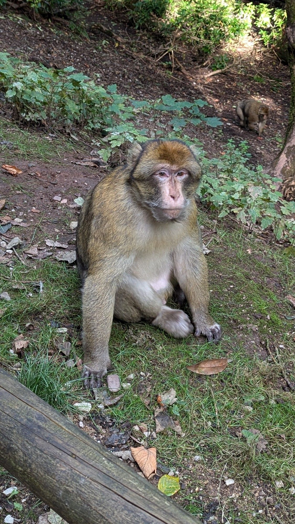 A photo of a Barbary macaque. It is sitting down and looking up at the camera.