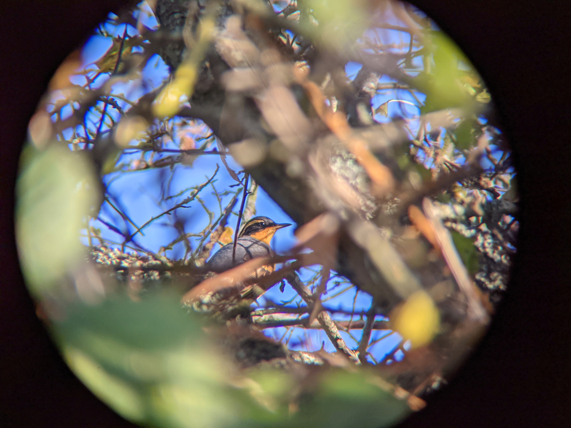 a varied thrush through telescope