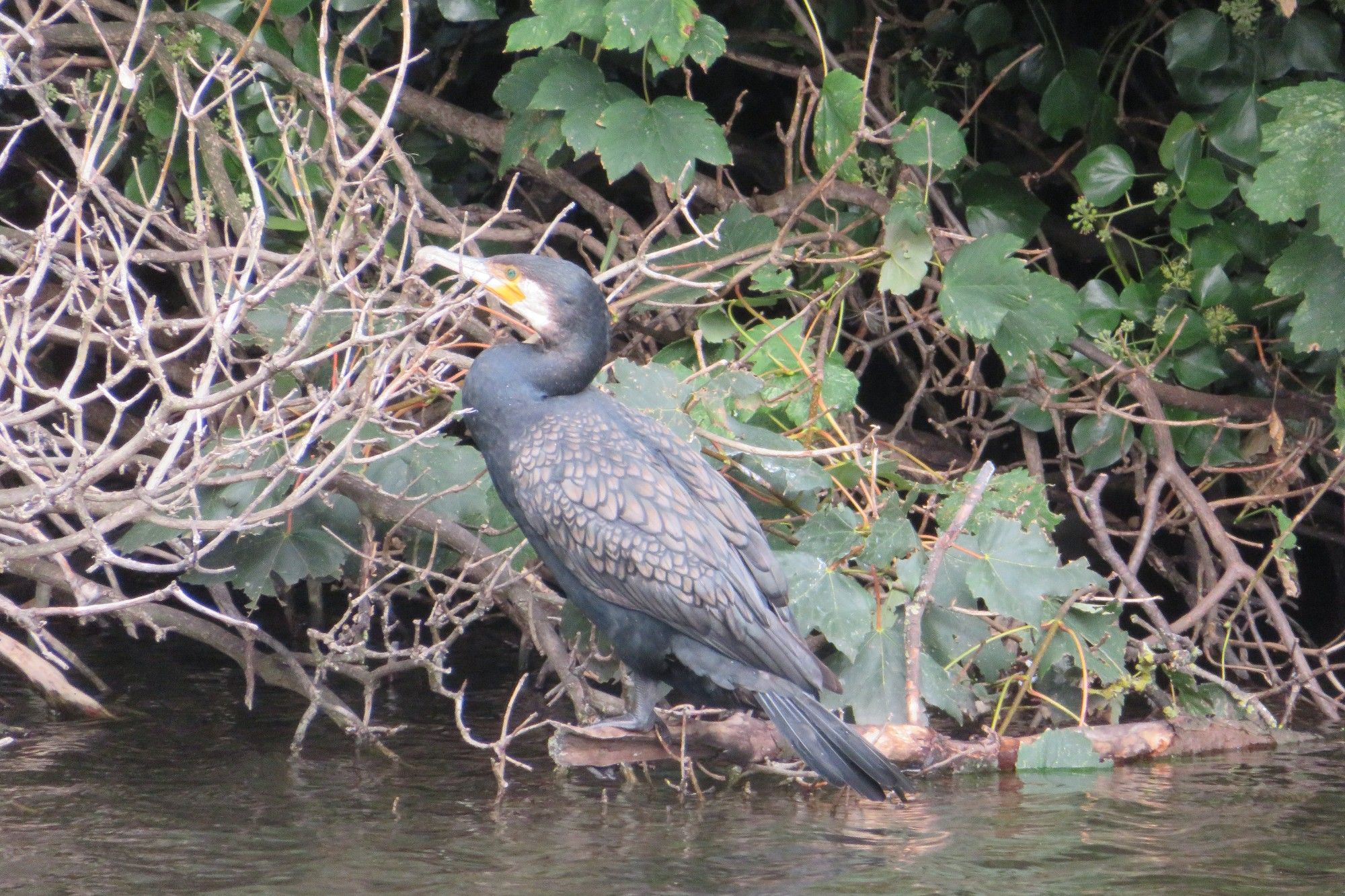 Black sea bird with orange stripe on its bill.