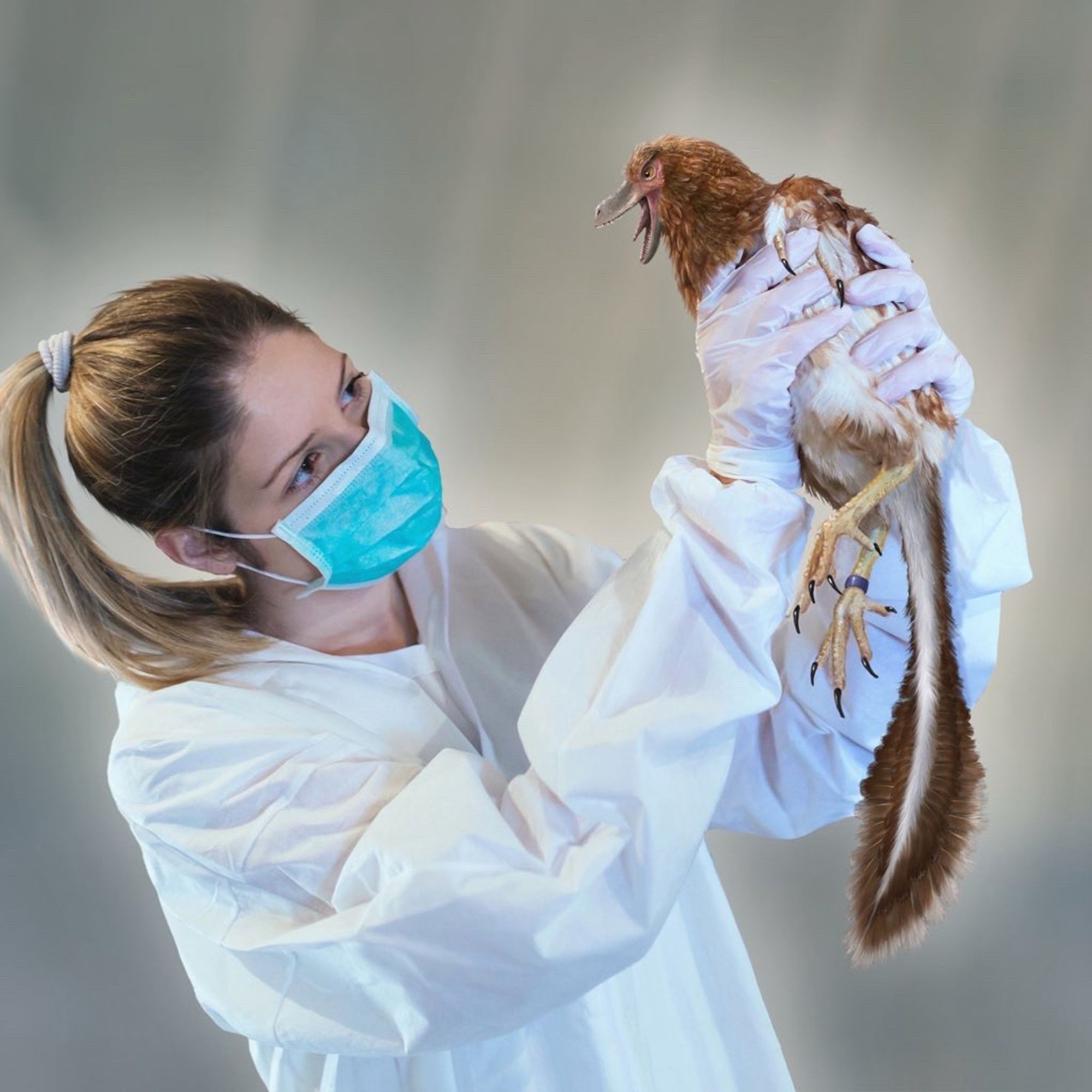 A scientist in white lab coat, gloves and face mask is holding what seems to be a normal chicken… except for its long tail, reptilian hands, and long snout filled with tiny, sharp teeth.