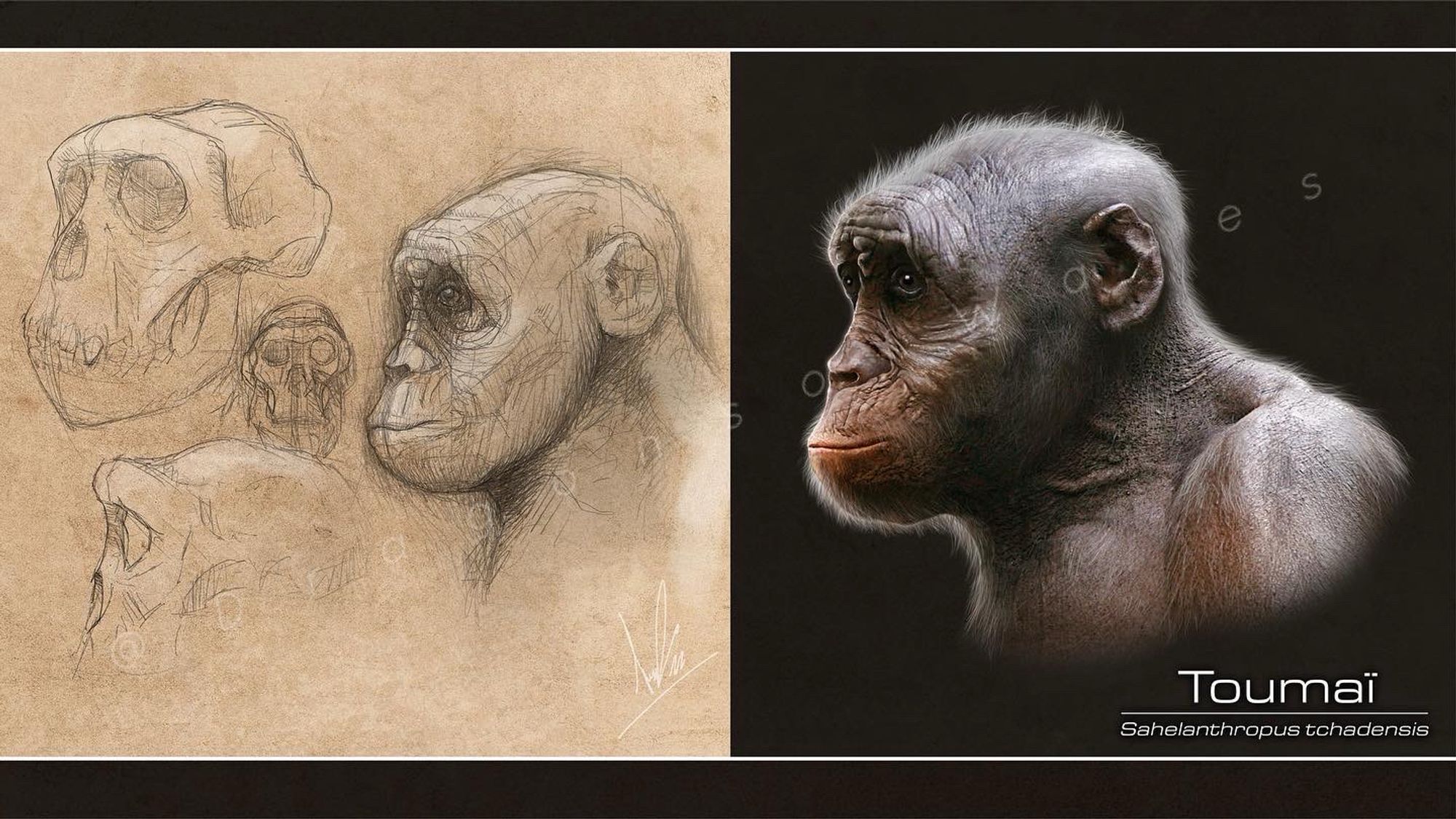 Pencil sketches and a full-colour digital portrait of “Toumaï” - a seven million year old hominid, once thought to be an early human ancestor, though that is now not thought to be the case.