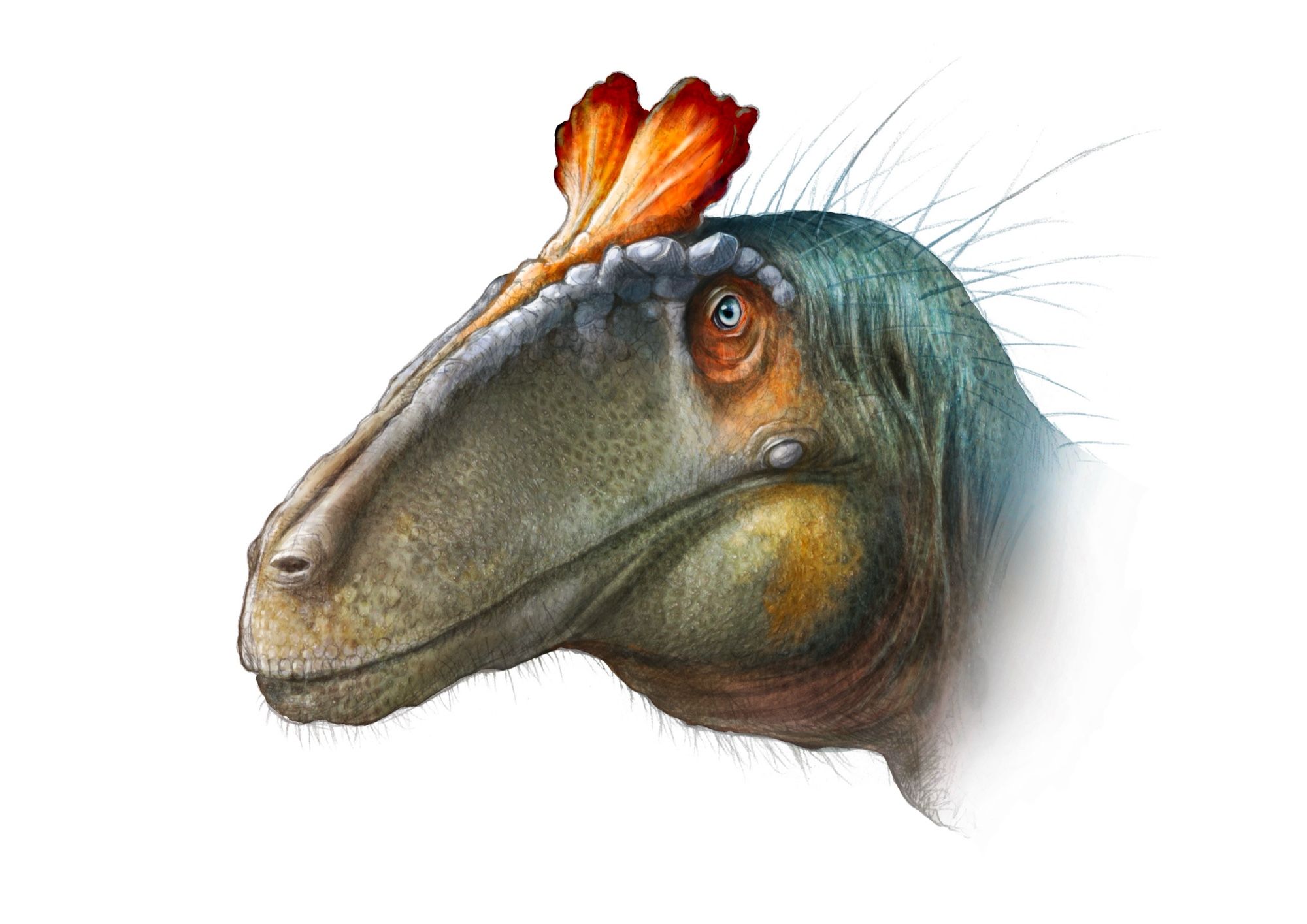 A coulour portrait of a dinosaur with a long, grey-green snout, and a vivid red and orange crest above its eyes, shaped like a pair of butterfly wings.