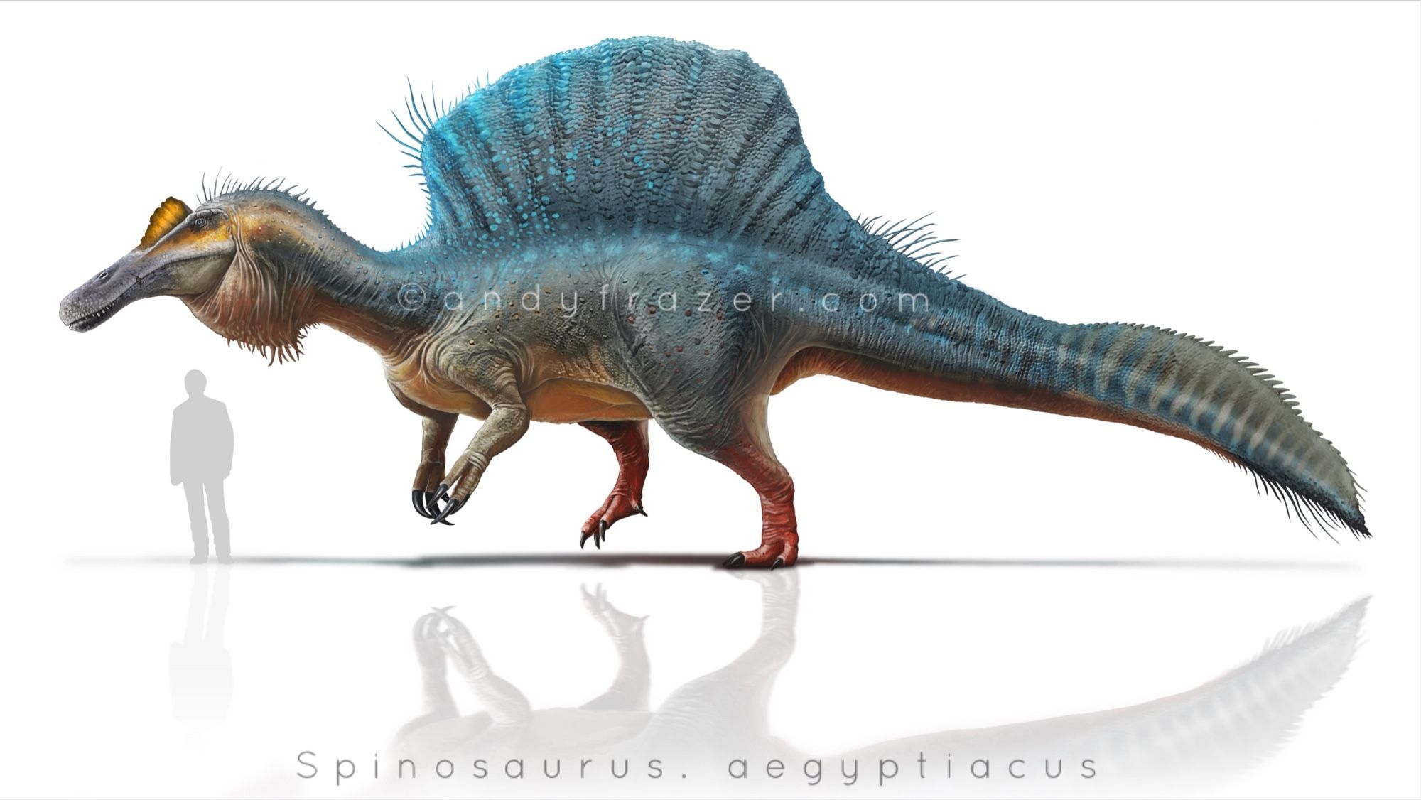 A digital illustration of Spinosaurus - a giant sail-backed dinosaur. The dinosaur has a teal-coloured sail and orange underbelly, mimicking the colours of a European kingfisher.