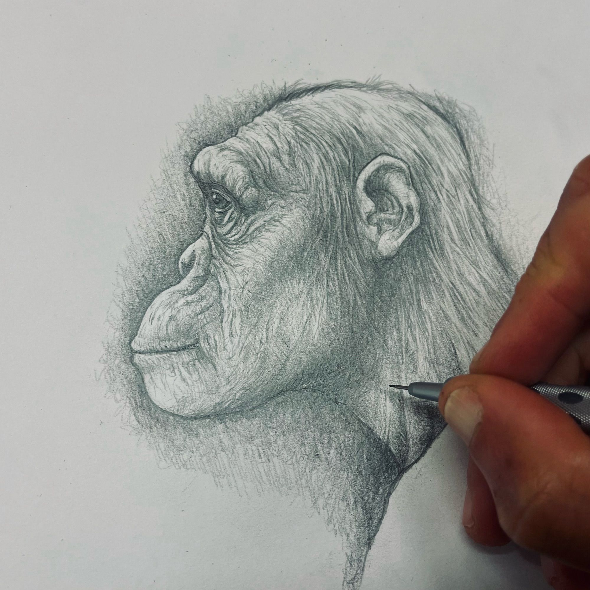 A close up photo of my sketch of “Lucy” - the famous Australopithecus, and a possible early ancestor of humans.  The sketch shows a side profile of Lucy’s ape-like head and shoulders. My hand, holding a mechanical pencil is at the edge of the image.