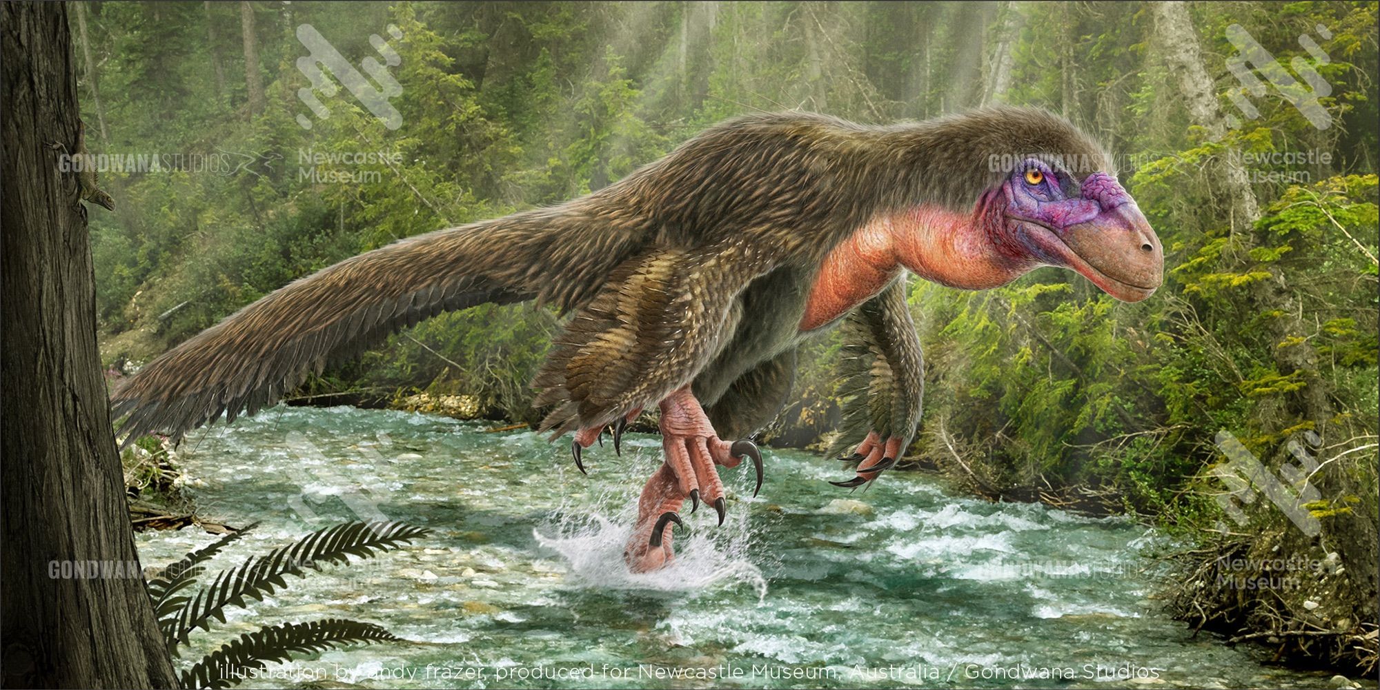 A digital illustration: a large bipedal dinosaur, covered in brown feathers, and with bright purple and peach colouration around its face and throat, walks through a shallow river. Water splashes around its feet, and in the background is dense forest foliage.