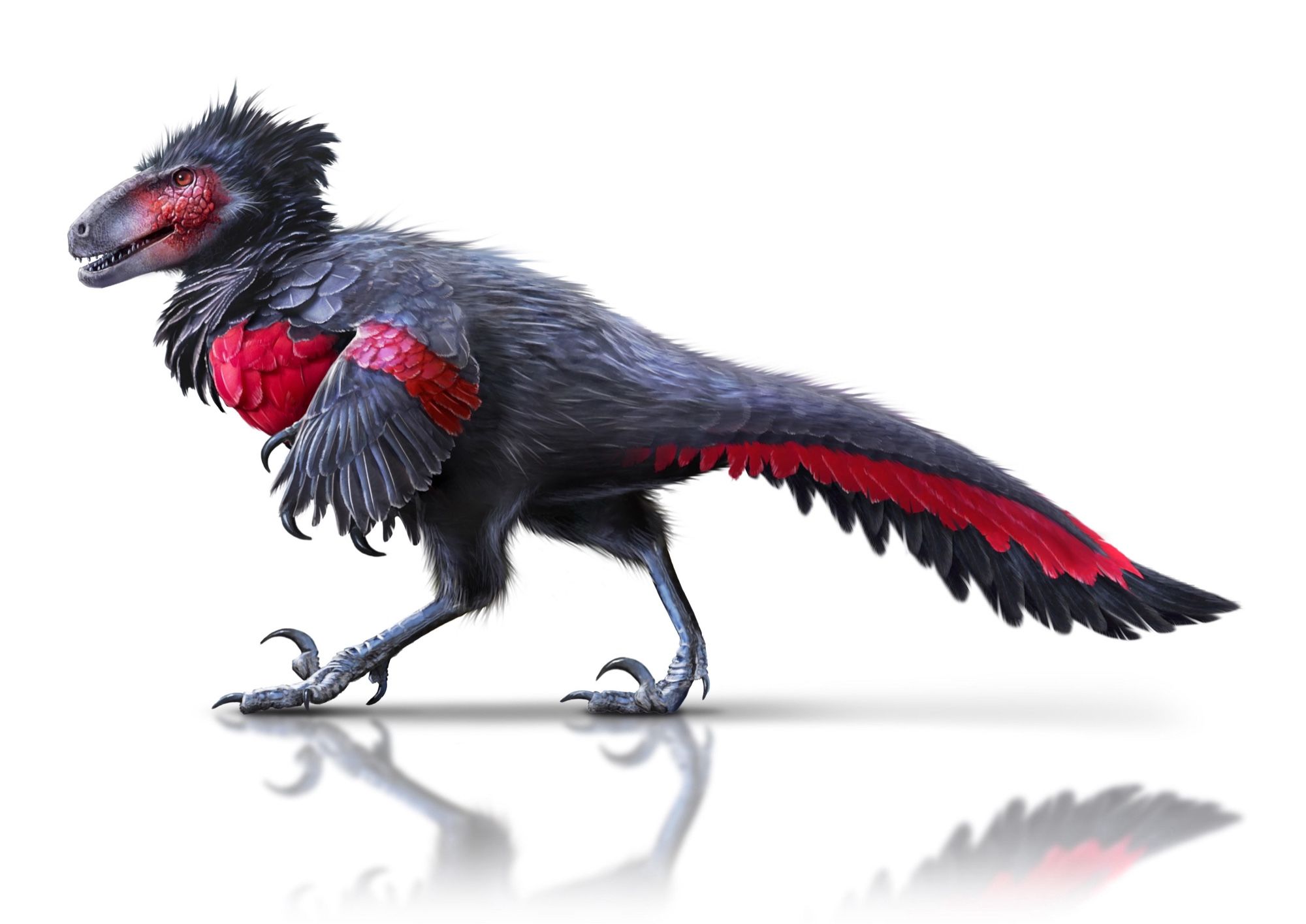 A feathered dinosaur, with plumage inspired by the vampire parrot (a real bird!). It had a dark, almost black body, with vibrant red chest, wing and tail feathers.