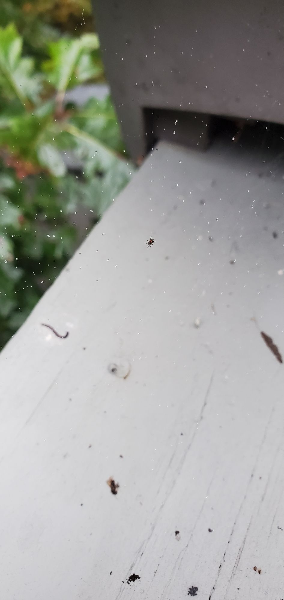 Picture of an incredibly tiny spider in the middle of a web adorned with tiny water droplets