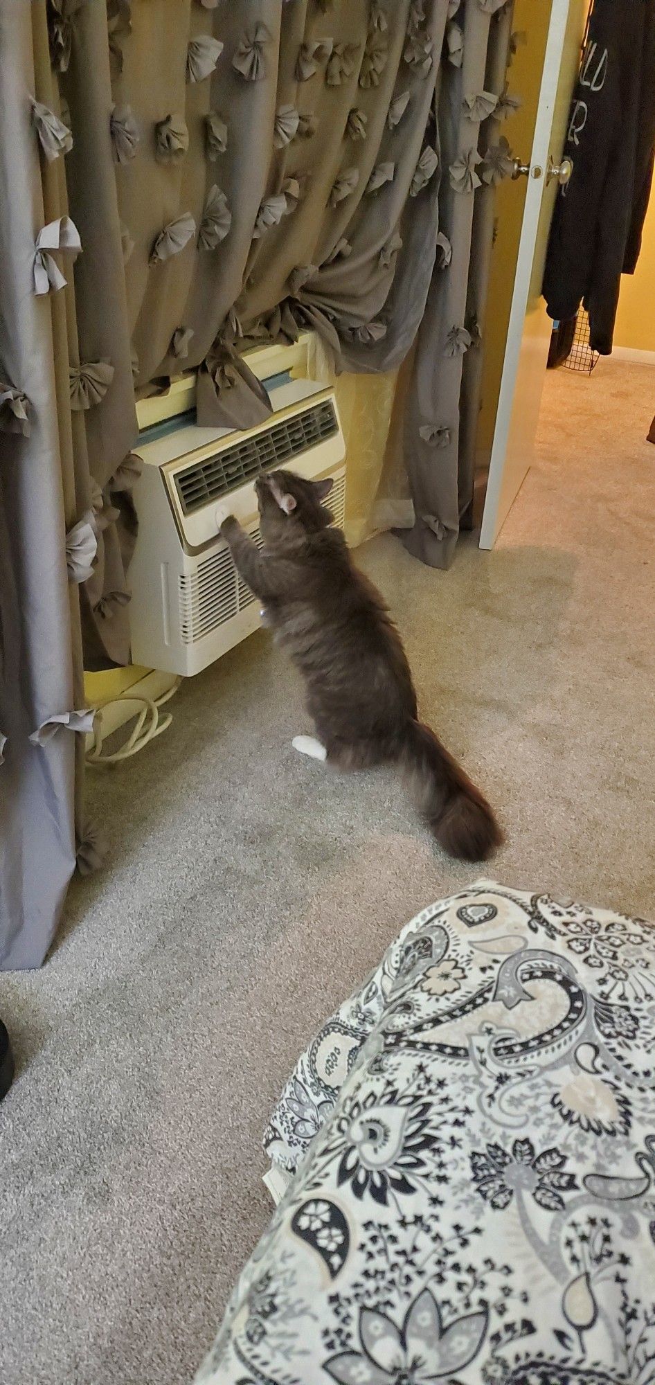 Picture of a grey and white long hair cat sniffing at an AC wall unit. She's standing up against the unit.