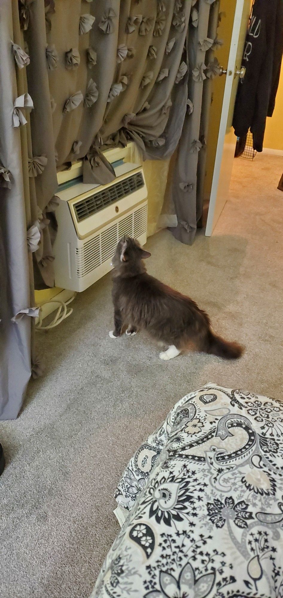 Picture of a grey and white long hair cat sniffing at an AC wall unit