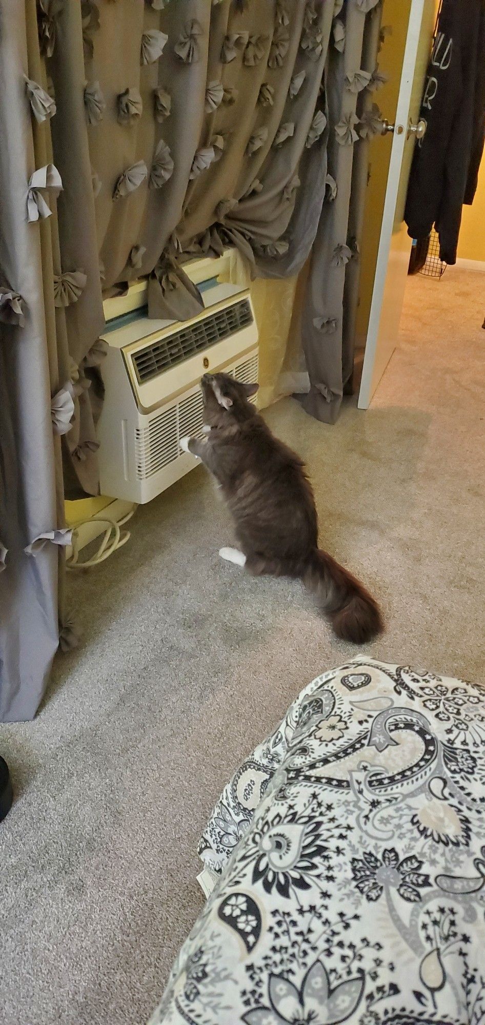 Picture of a grey and white long hair cat sniffing at an AC wall unit. She is sitting on her back legs with front paws just kind of up.