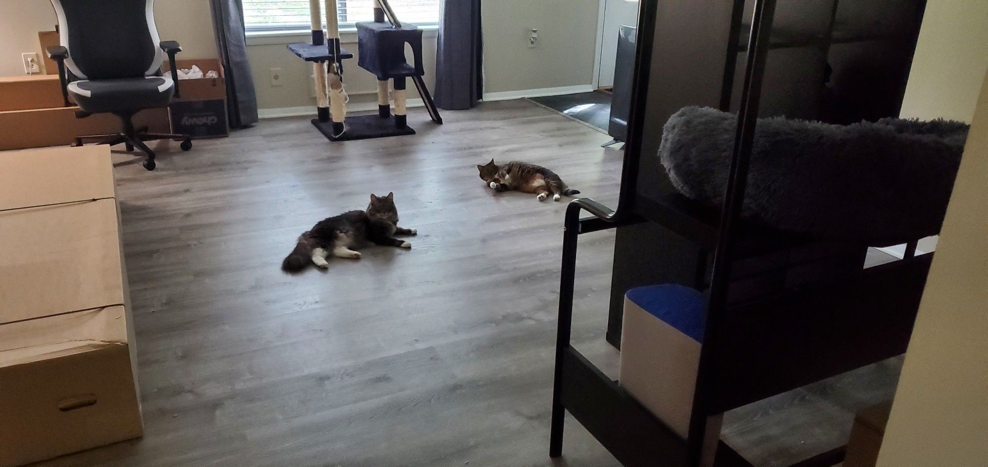 Picture of two cats laying on a laminate floor