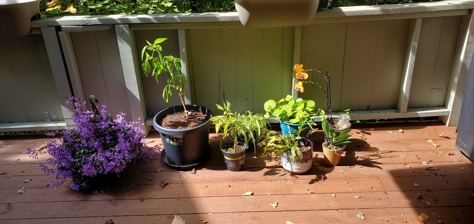 Picture of several plants sitting on a balcony, including 2 pepper plants, a plectranthus, spider plant, holiday cactus, orange orchid, and 2 pothos