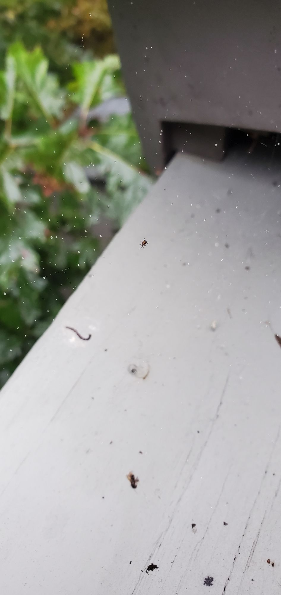 Picture of an incredibly tiny spider in the middle of a web adorned with tiny water droplets