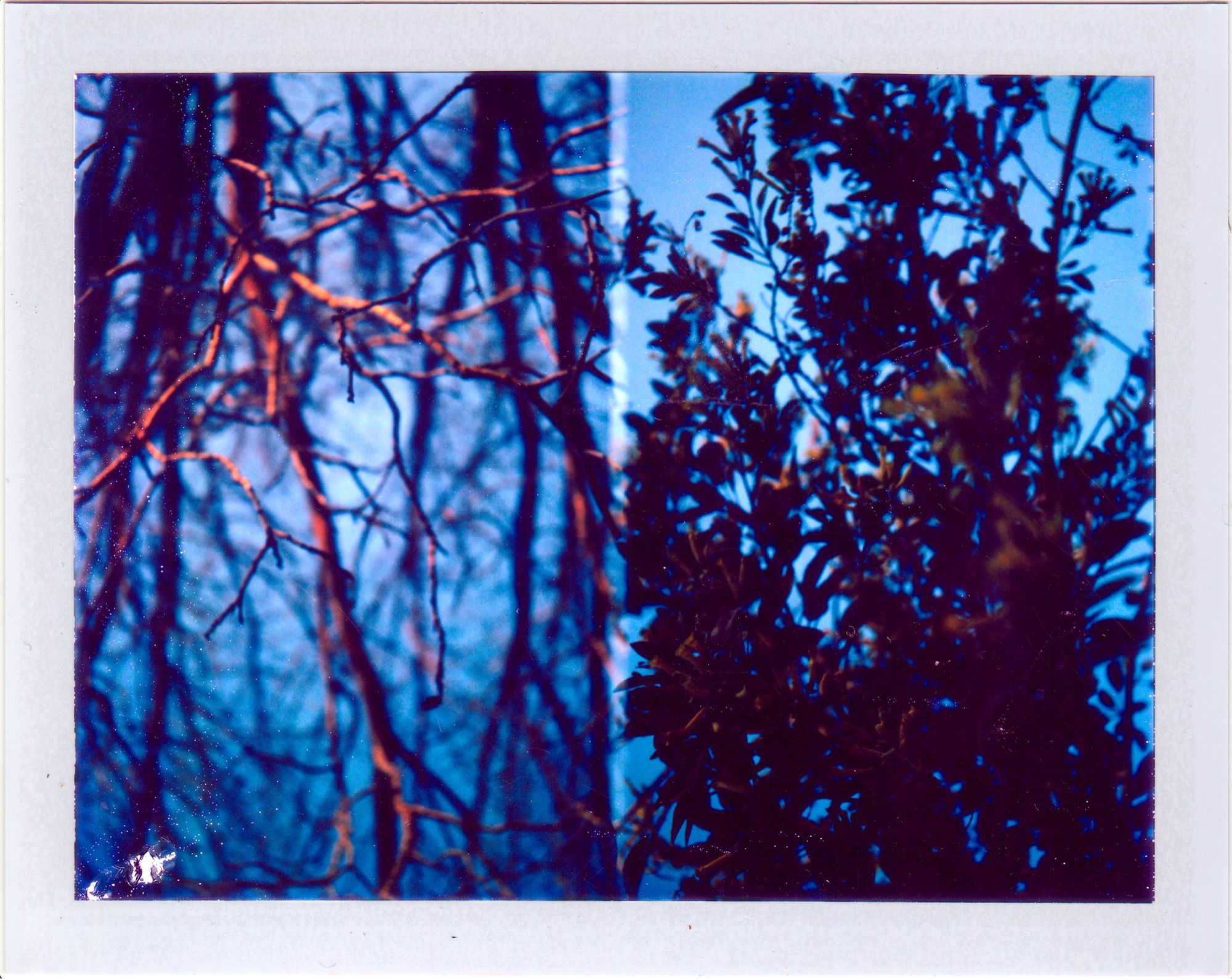 This is a diptych made with a Polaroid Passport 100, a camera with two lenses designed to produce duplicate portrait images for passports and other forms of ID. I cover one lens and release the shutter, then cover the other lens and release the shutter again.

In frame we see foliage. On the left, bare tree branches reaching down. On the right, full branches reaching up.this image is quite cool in tone, taken in the final moments of sunset, it appears.