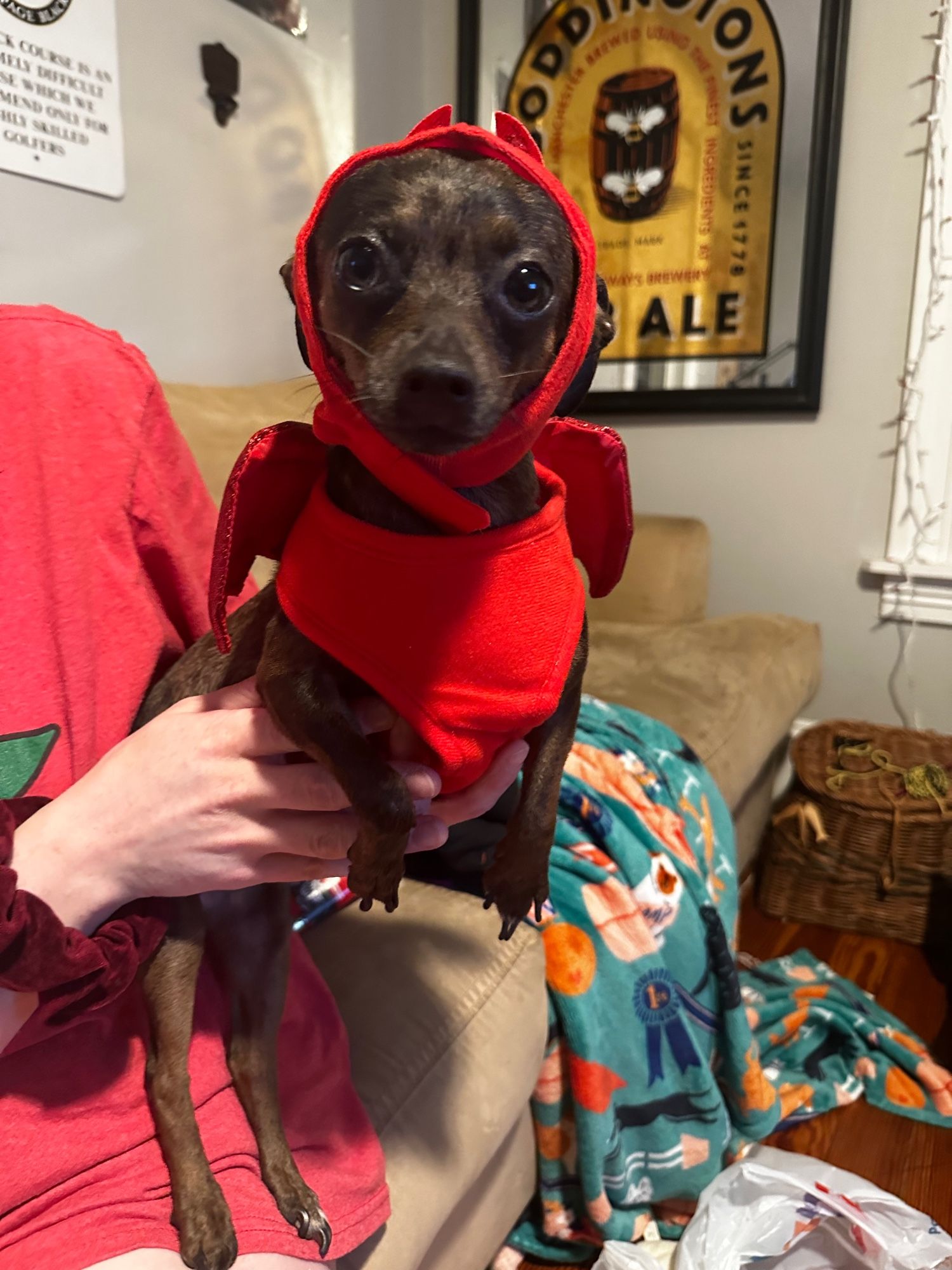 My dog, Bella in her new Halloween harness/hat combo