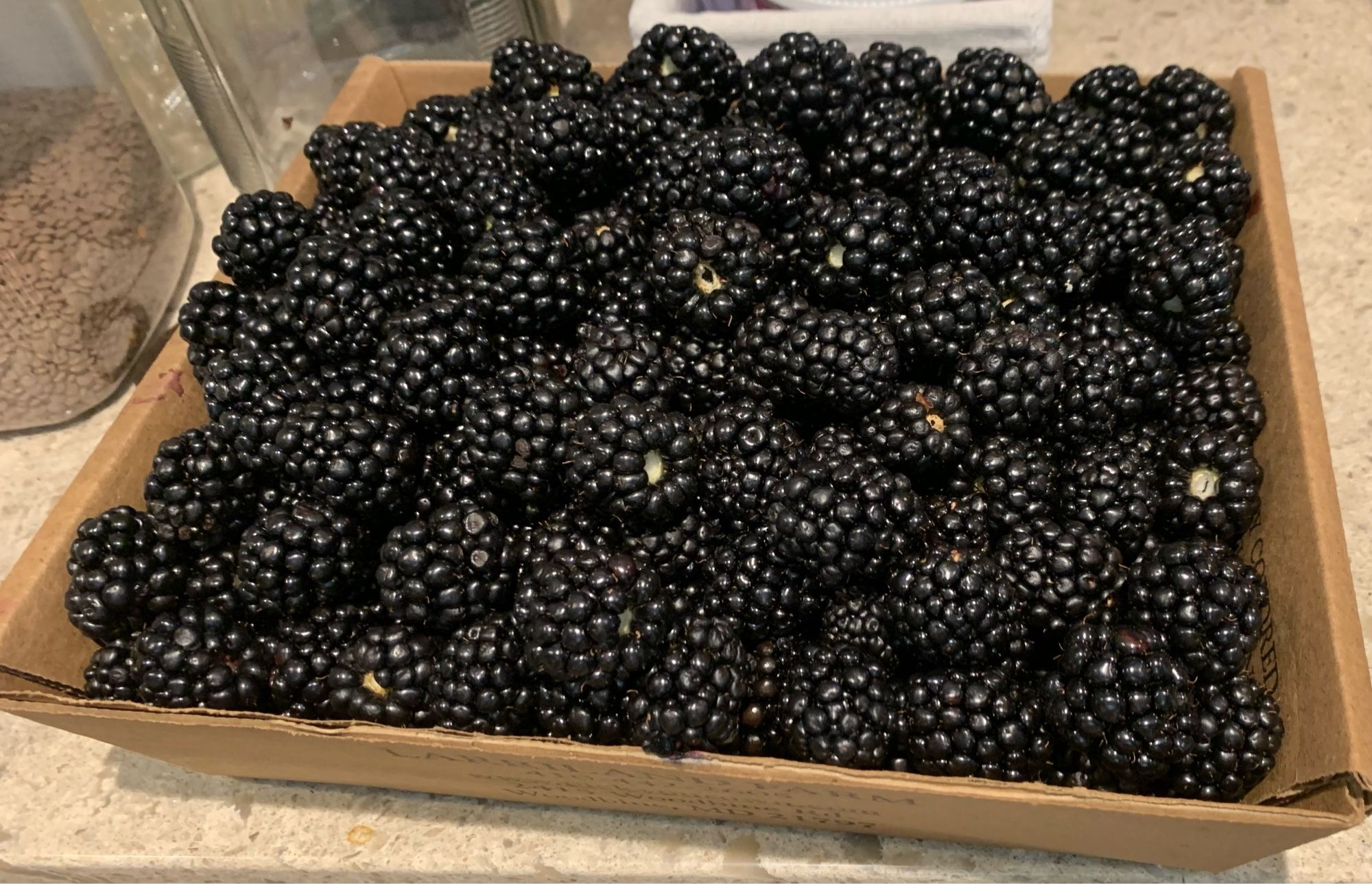 Just a whole lot of blackberries