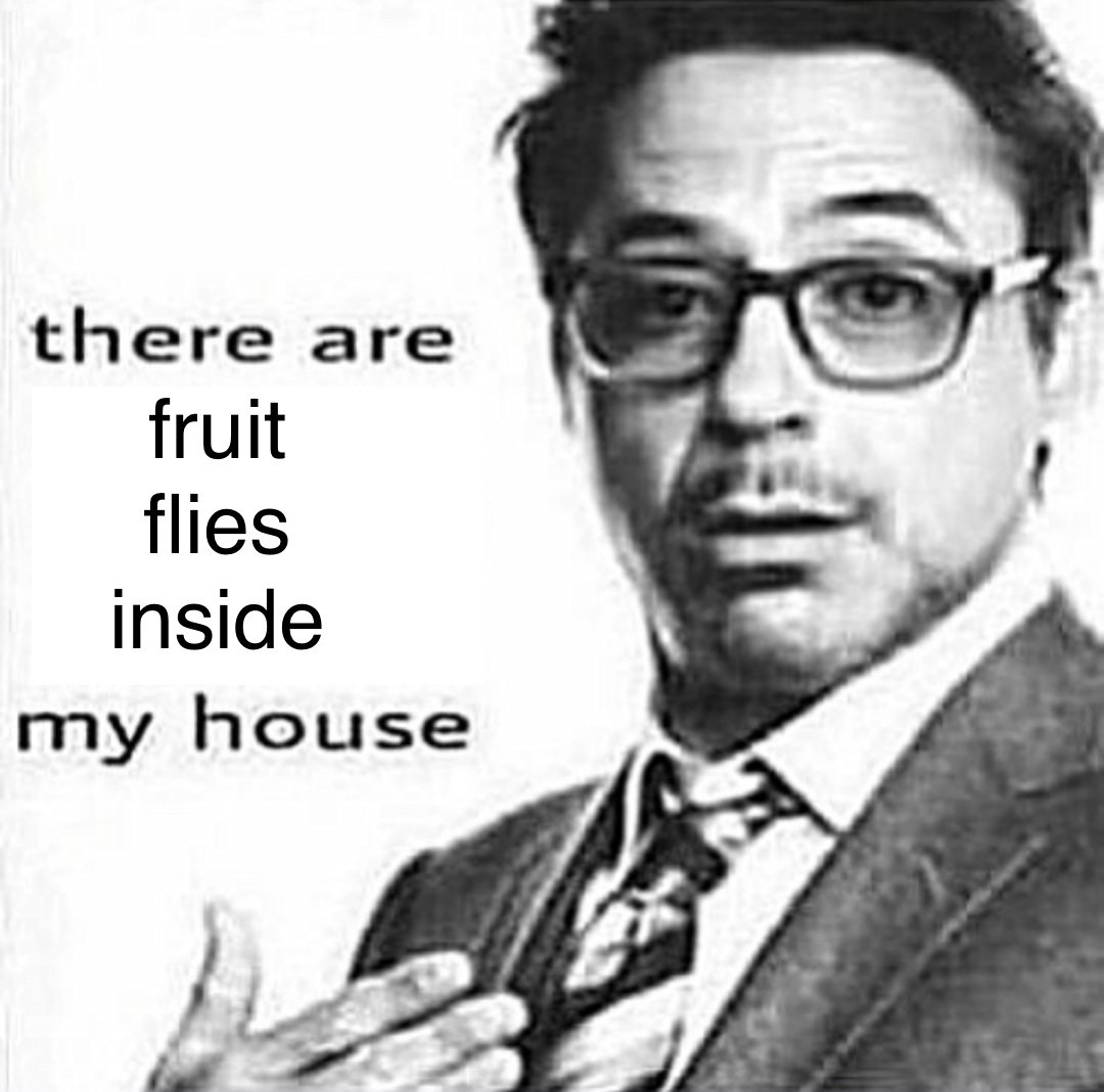 robert downey jr meme of him saying “there are fruit flies inside my house”