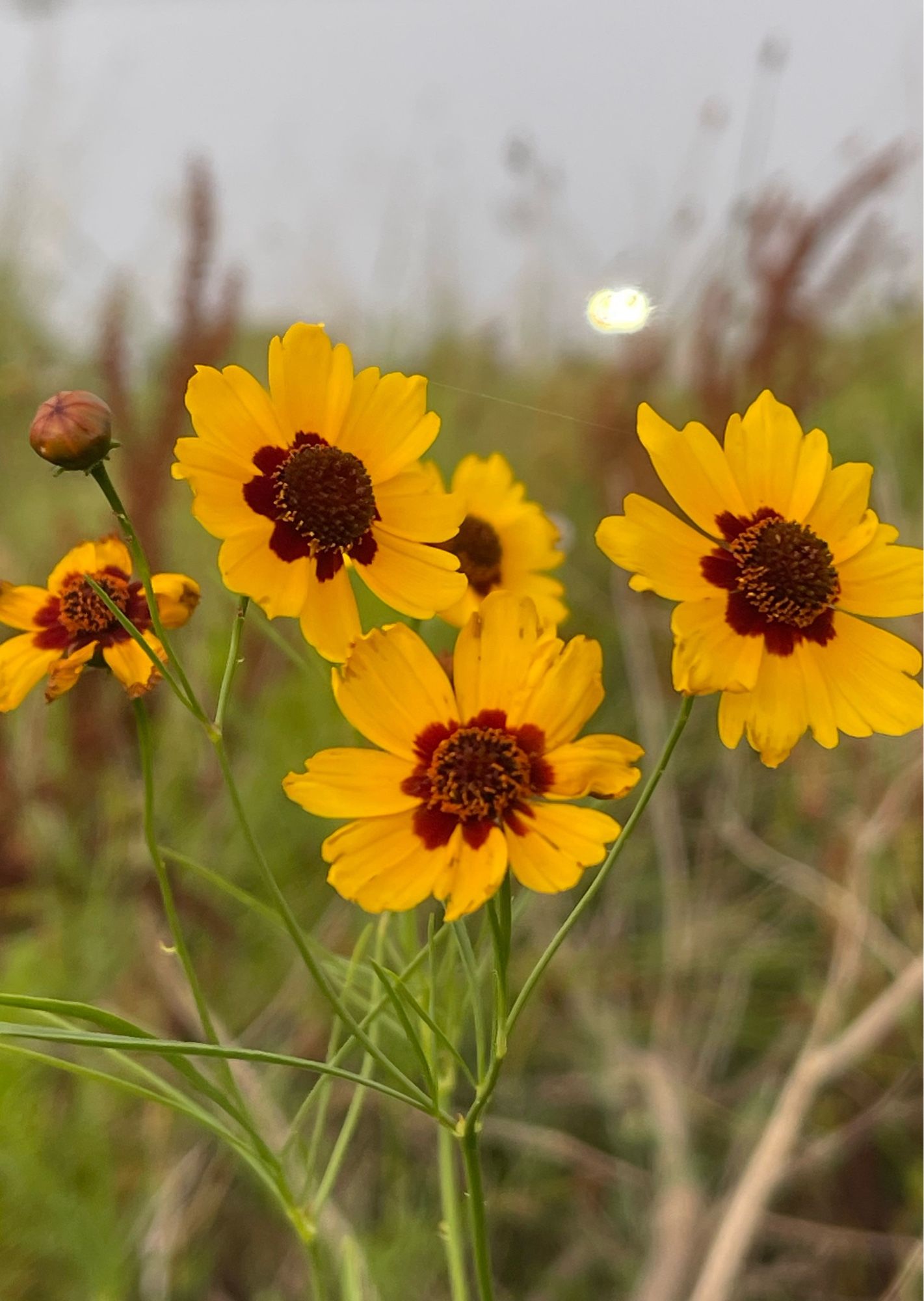 Wild coreopsis