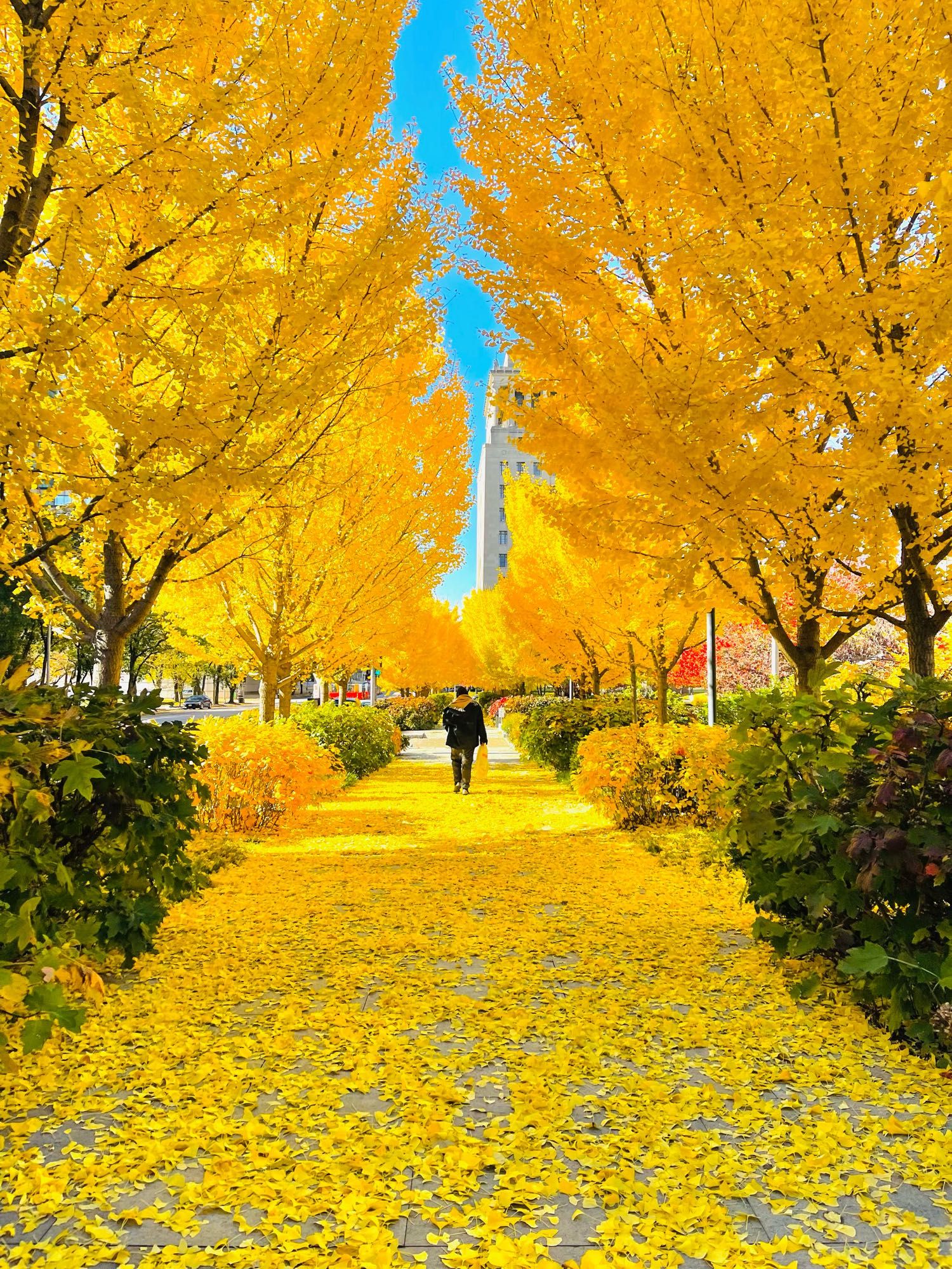 Walking under the ginkgo canopy