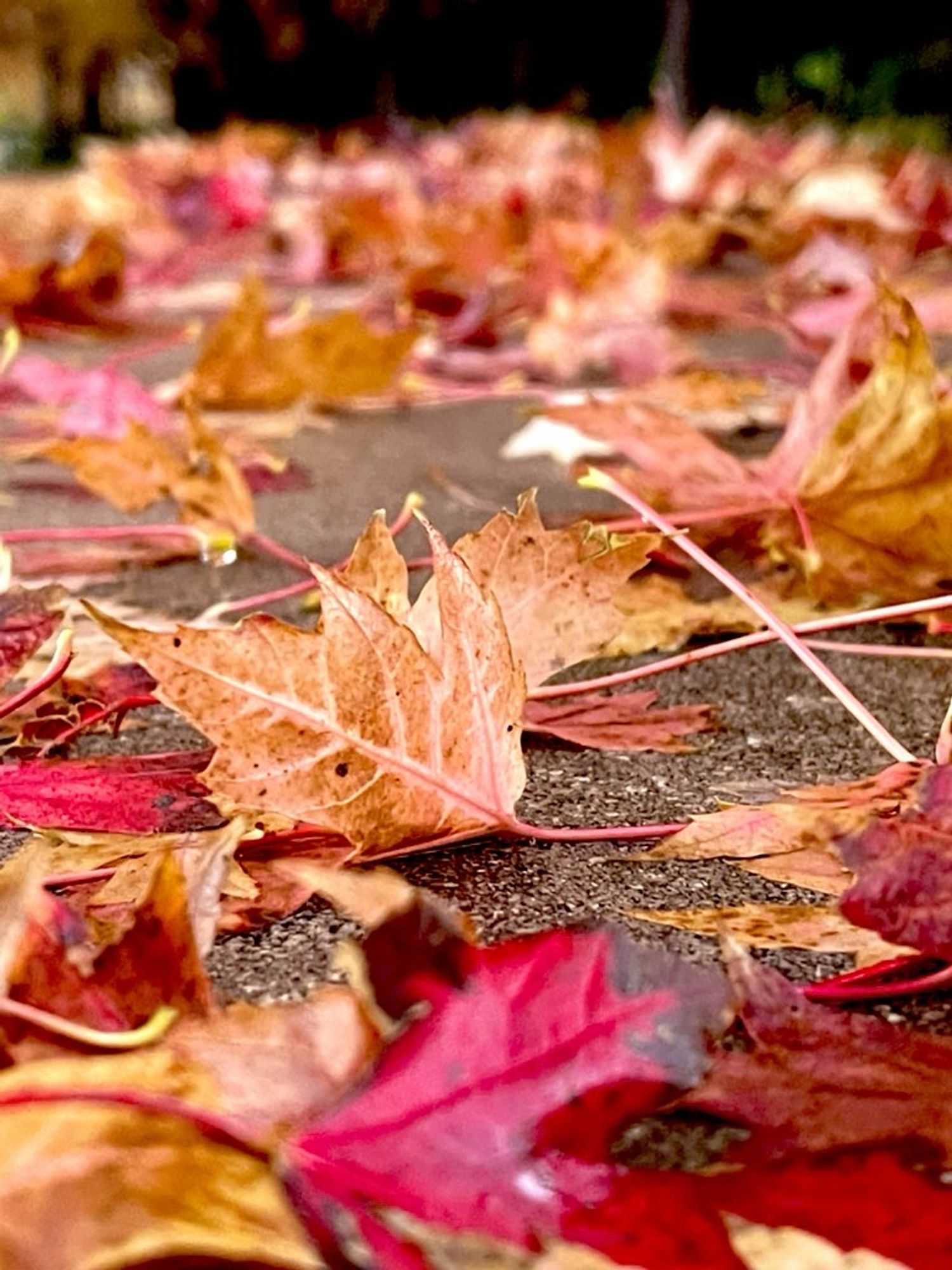 Red maple leaves 🍁