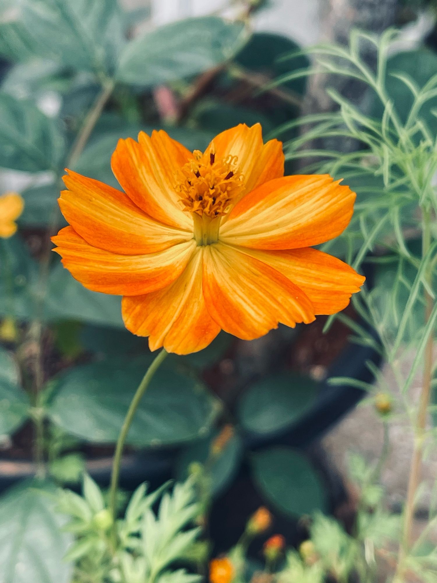 Sulphur Cosmos