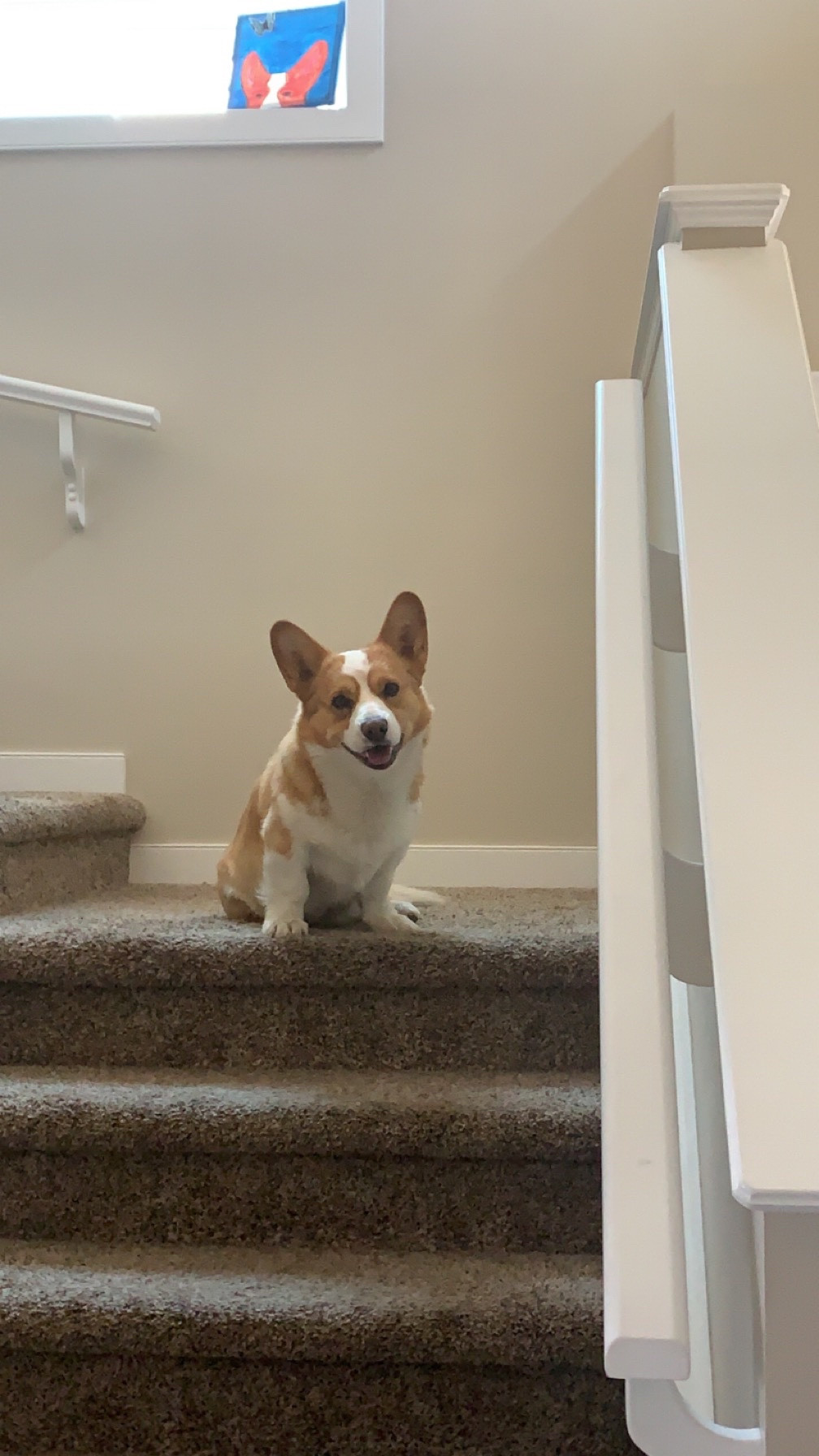 A corgi on stairs with its head cocked to the side