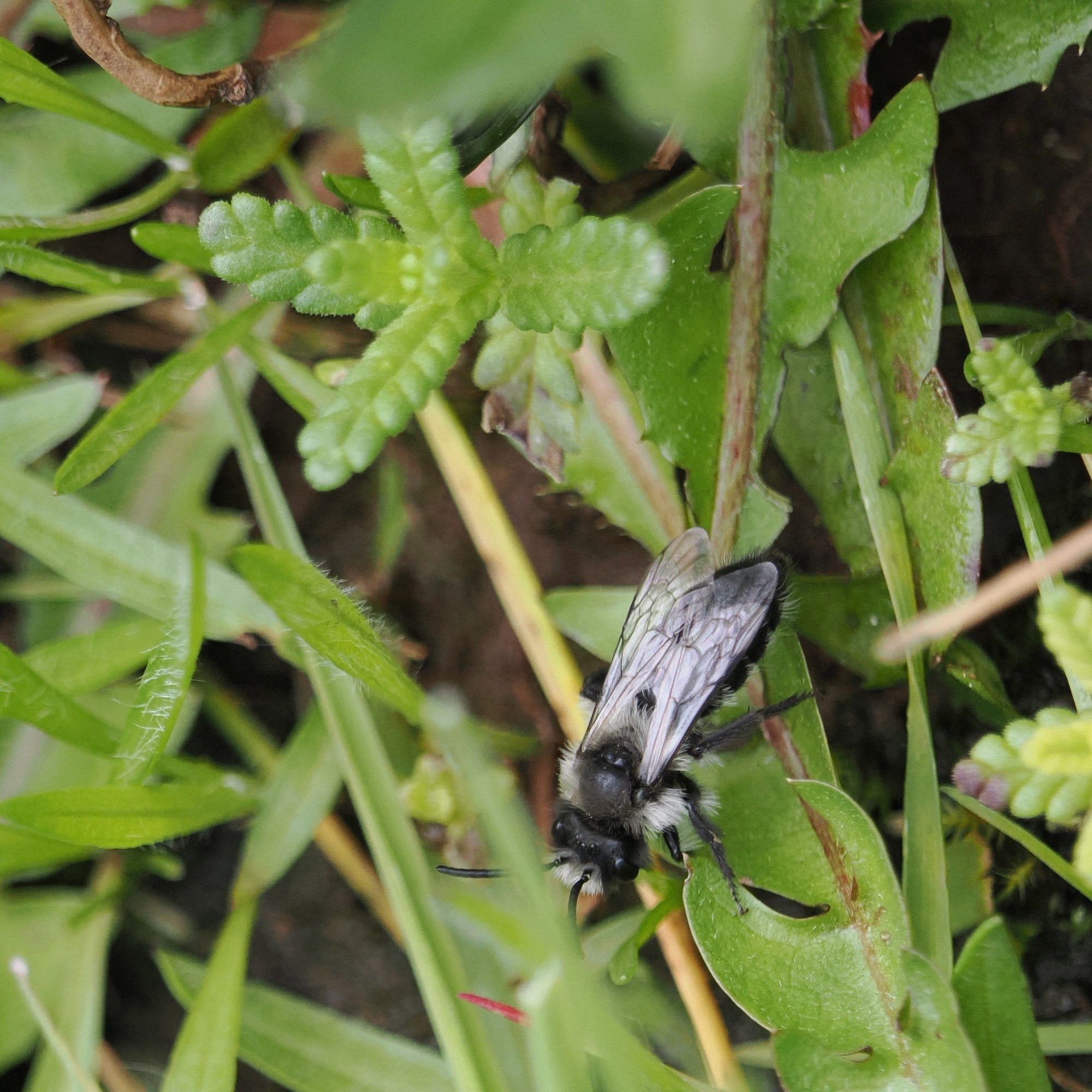 Ashy mining bee