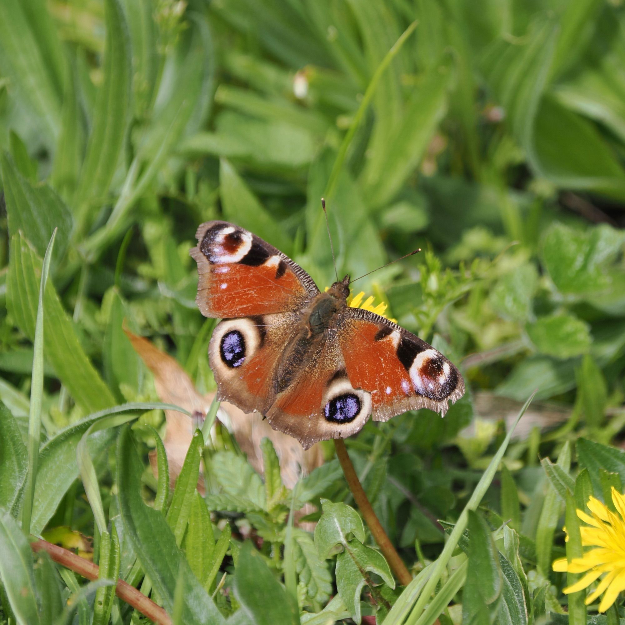 Peacock butterfly