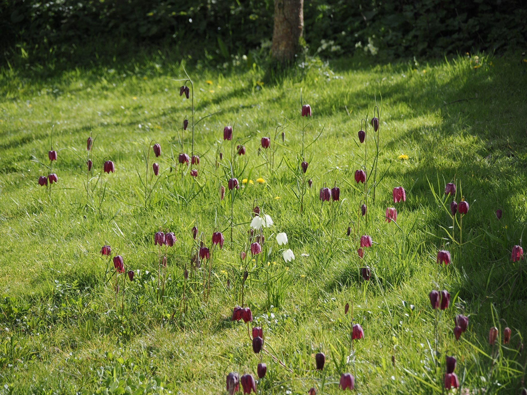 Snakeshead fritillary