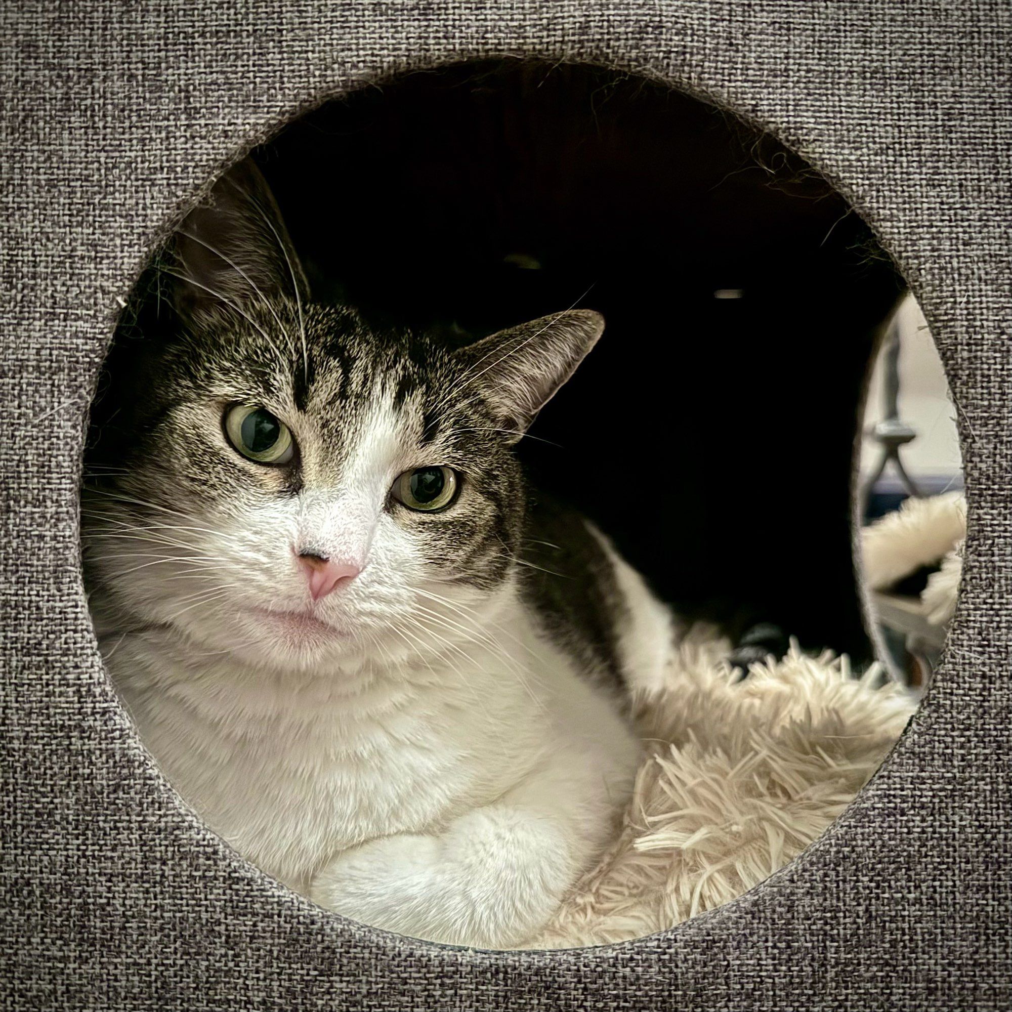 A large gray and white tabby cat peers out from the round opening of a box mid-level in a cat tree