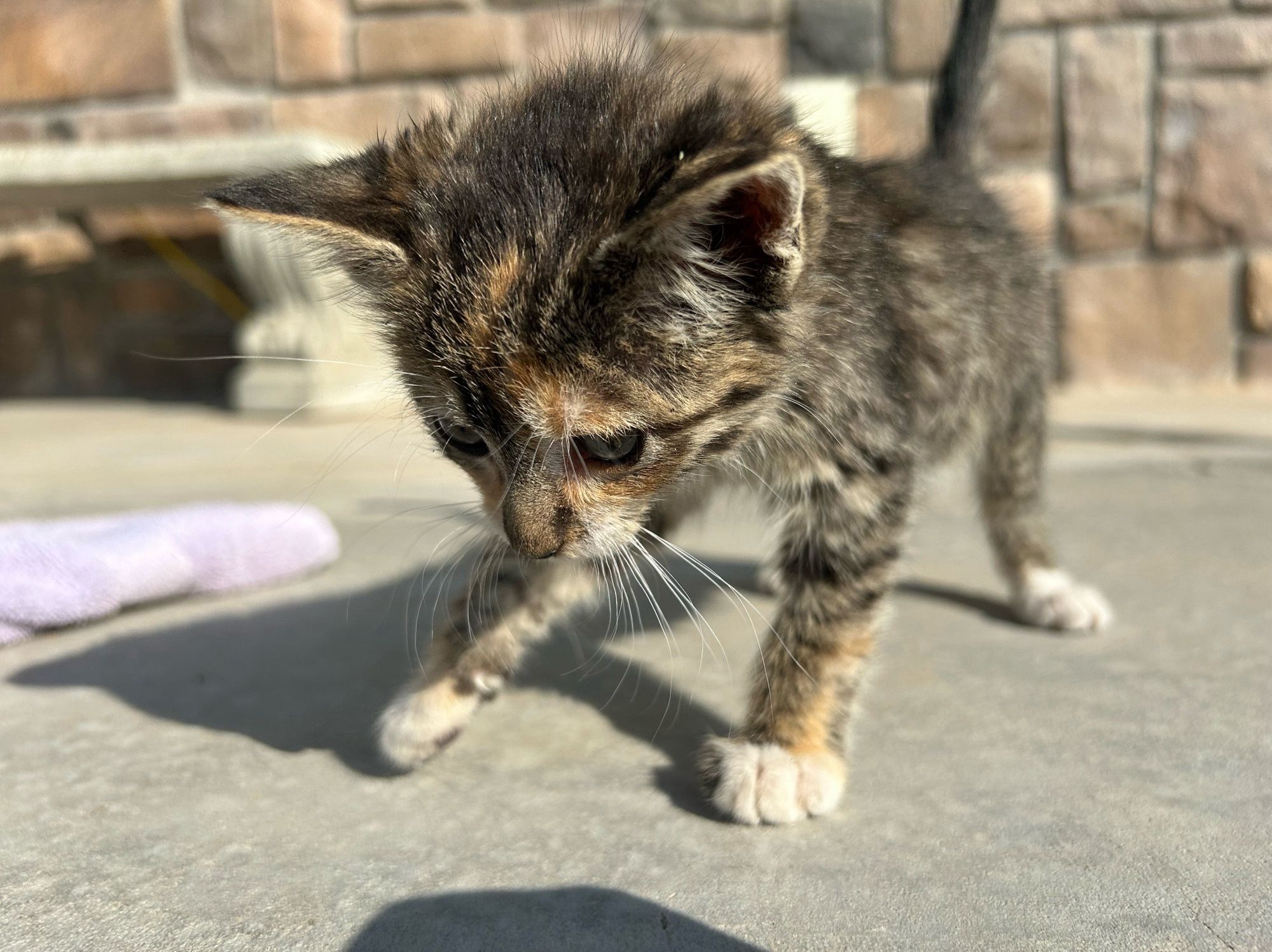 A kitten looking down.