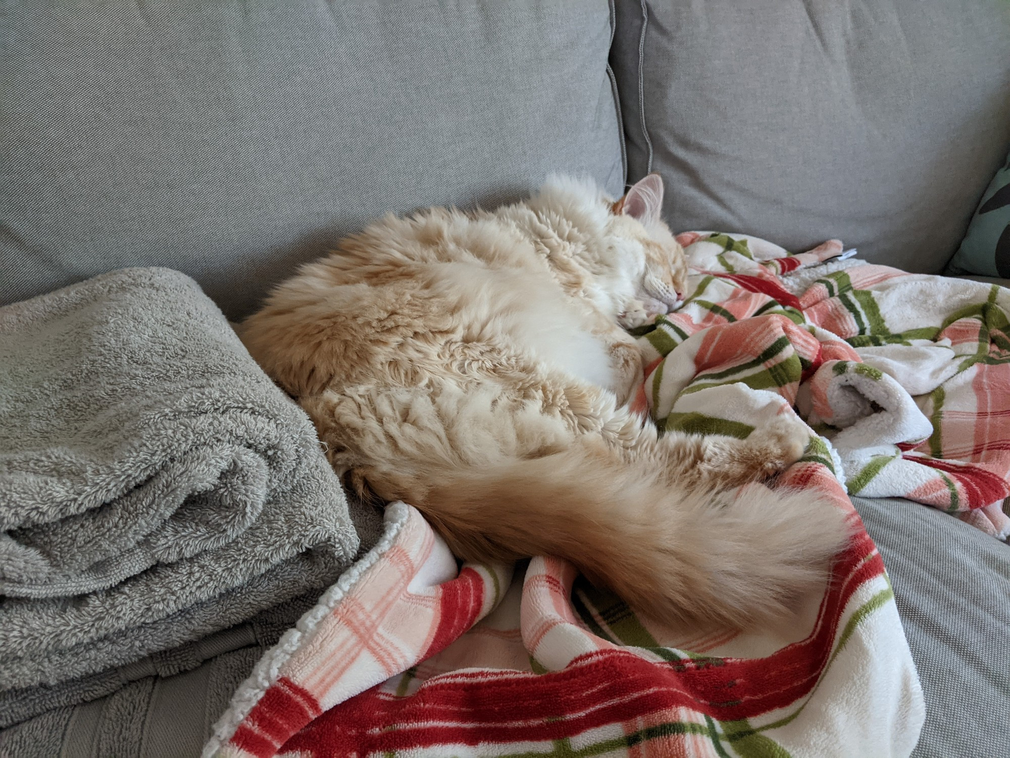 A fluffy white cat with orange accents, asleep on a plush blanket on a couch