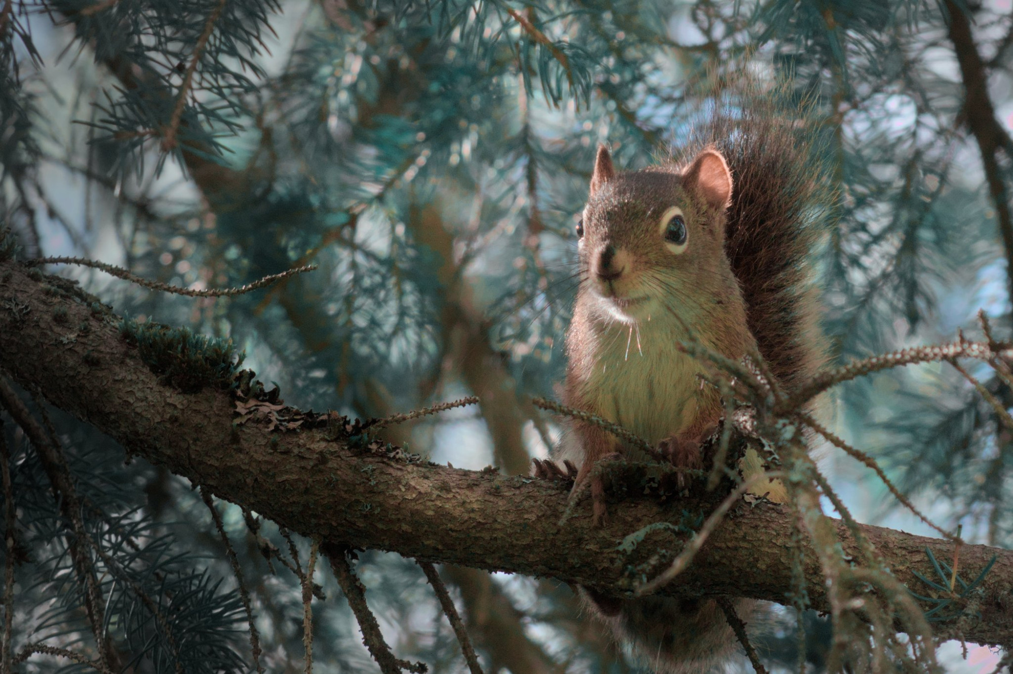 A red squirrel sitting on a branch of a spruce tree.