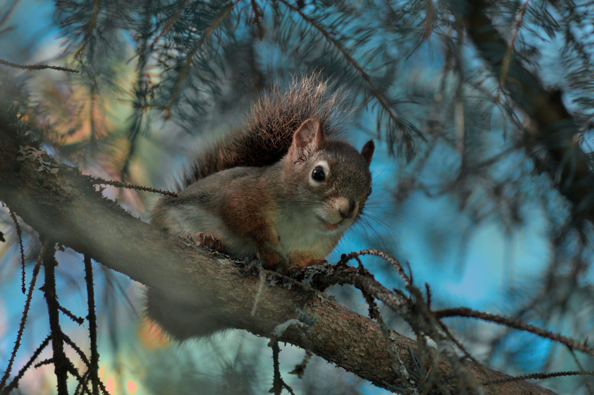 A red squirrel sitting on a branch of a spruce tree.