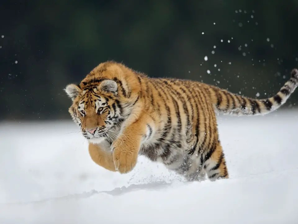 A Siberian tiger racing through the snow, photo captured in mid-jump