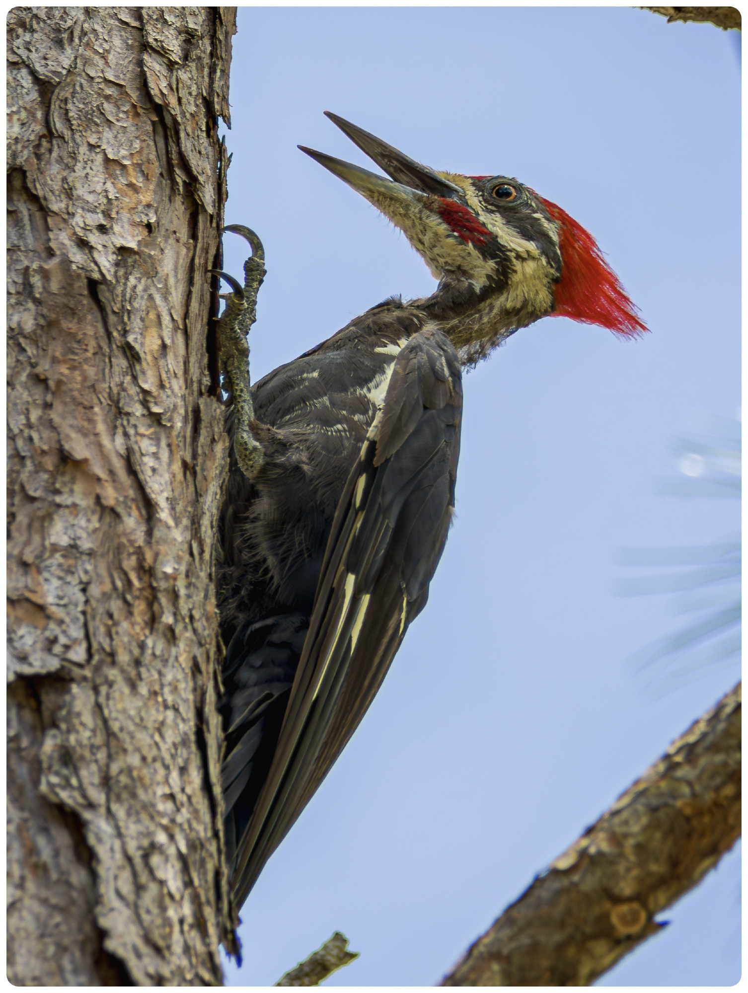 A large woodpecker with a bright red crest clutches onto the side of a tree, it is looking upwards with its beak slightly open.  Maybe having a laugh.