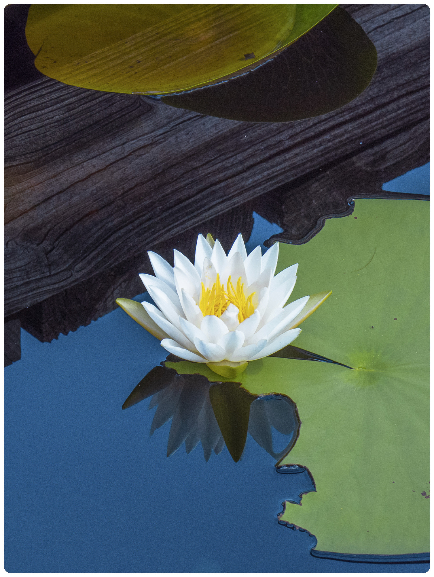 A single water lily floats on clear blue water next to a large lily pad to the left.  The water is completely still, mirroring the lily petals as well.  There is a diagonal piece of wooden dock above it, and it's not quite clear if it is the reflection of the dock or the dock itself.  A lily pad appears to be above it, floating, so likely a reflection.  Or is it?