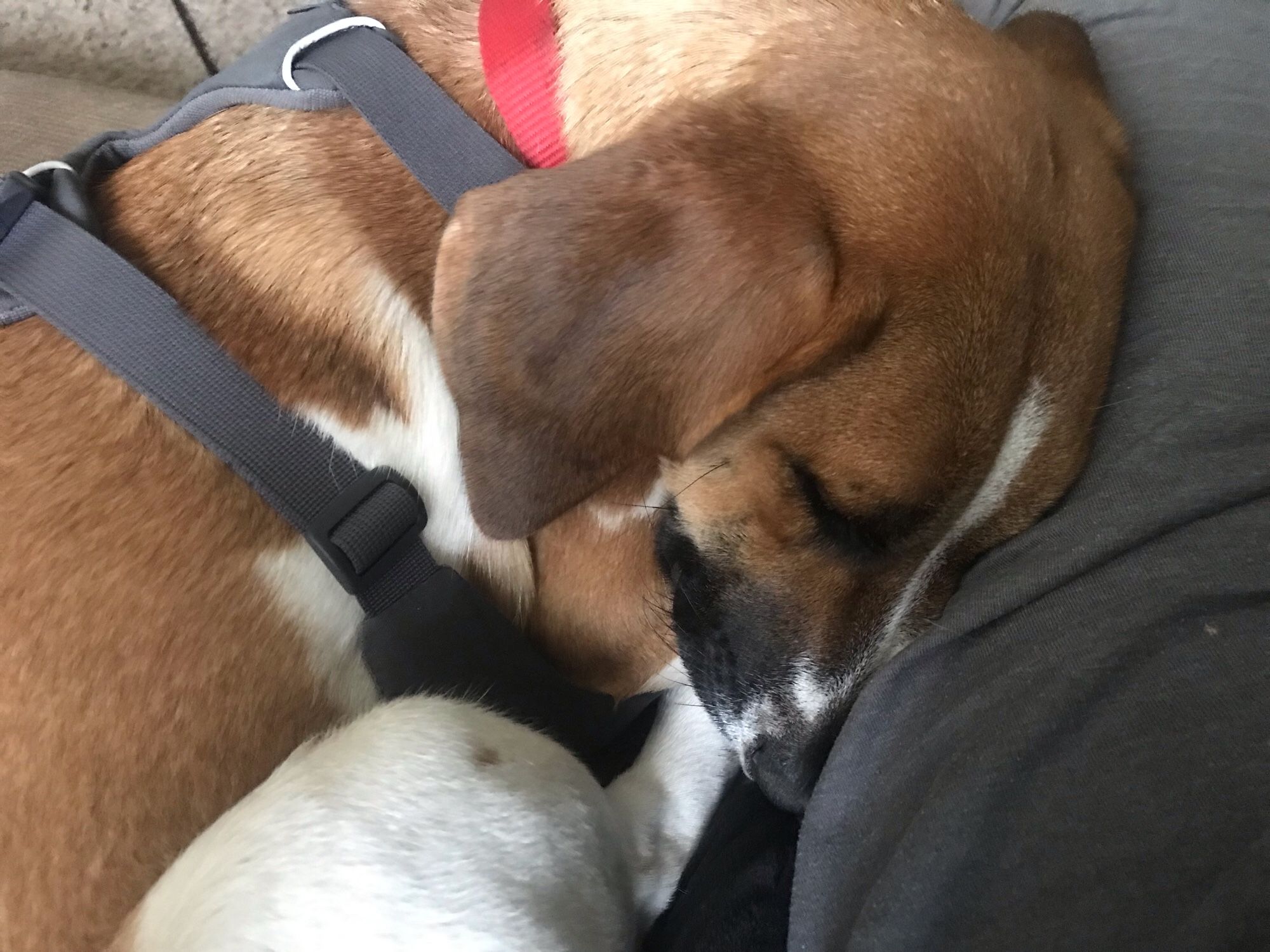 Ani, mix of beagle & bassett hound, being snuggly