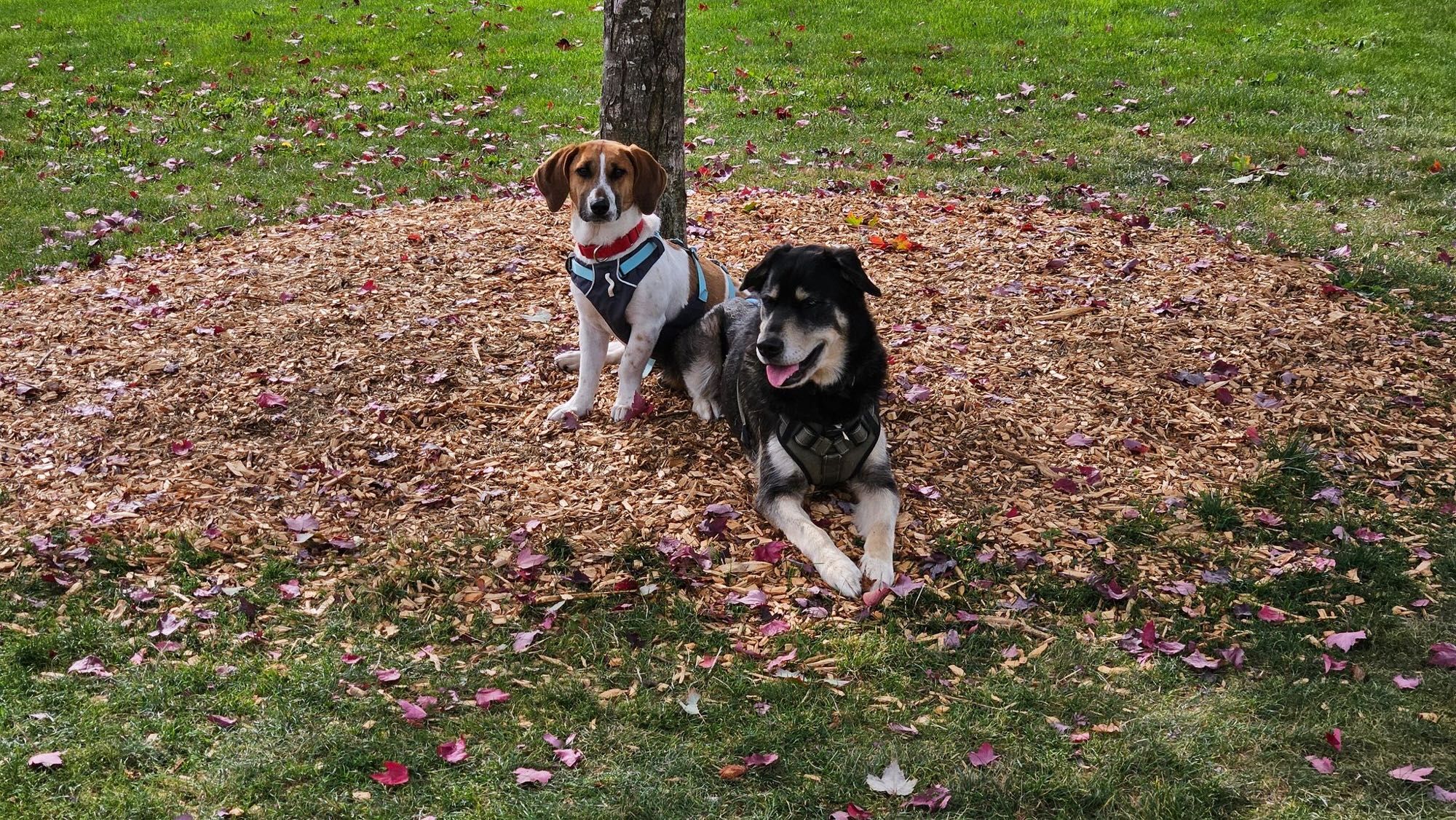 Ani the beagle/bassett hound & Utah the goberian (golden retriever/siberian husky) looking as if they’re posing for the camera. Ani is sitting beside Utah who is lying & both are on top of a pile of leaves